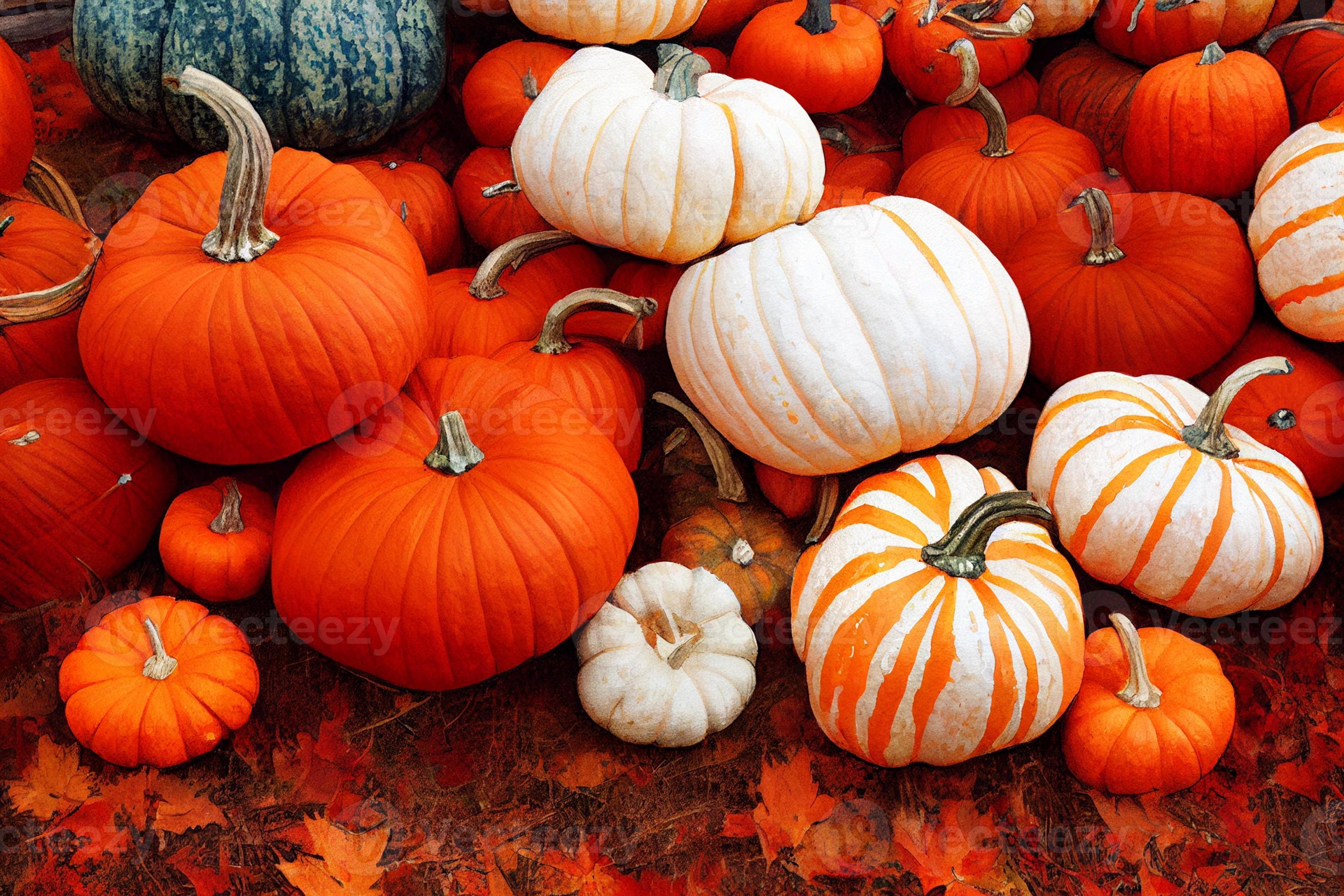 Kürbisse, Weiße Kürbisse, Kürbismarkt, Orange, Ernte, 2K, Hintergrundbild für den PC