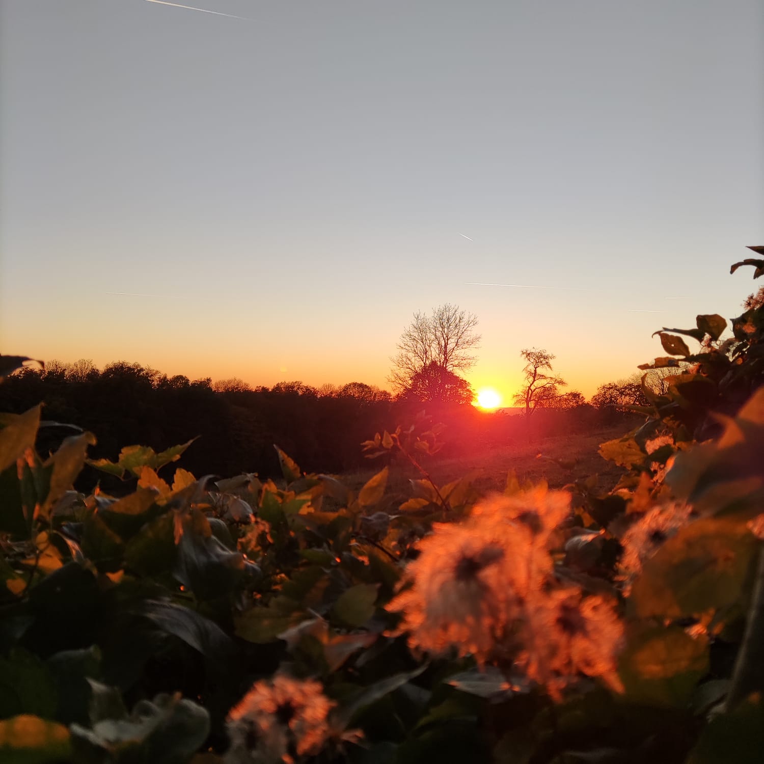 Sonnenuntergang, Blumen, Herbst, Feld, Abendrot, HD, Hintergrundbild fürs Tablet