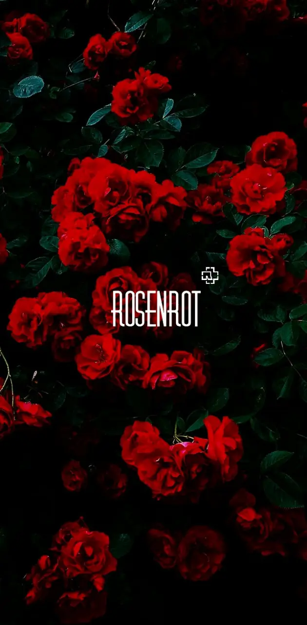 Rosenrot, Rammstein, Rote Rosen, Dunkel, Hochformat, Hintergrundbild fürs Smartphone