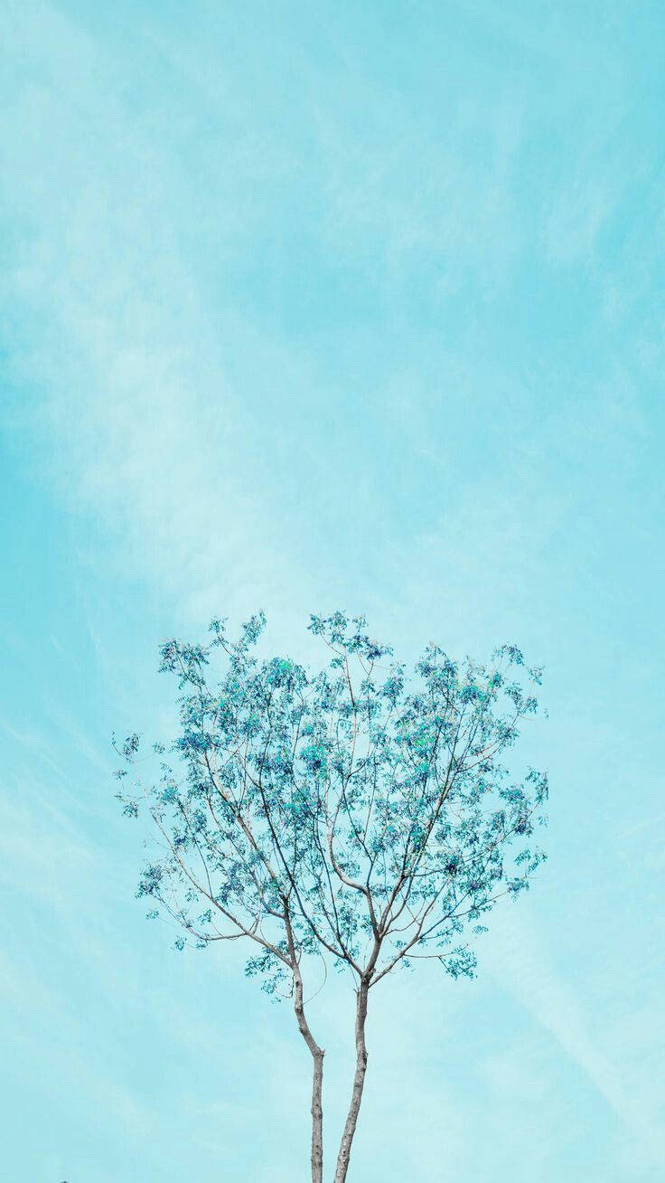 Baum, Hellblauer Himmel, Minimalismus, Türkis, Einzelner Baum, Sperrbildschirm fürs iPhone