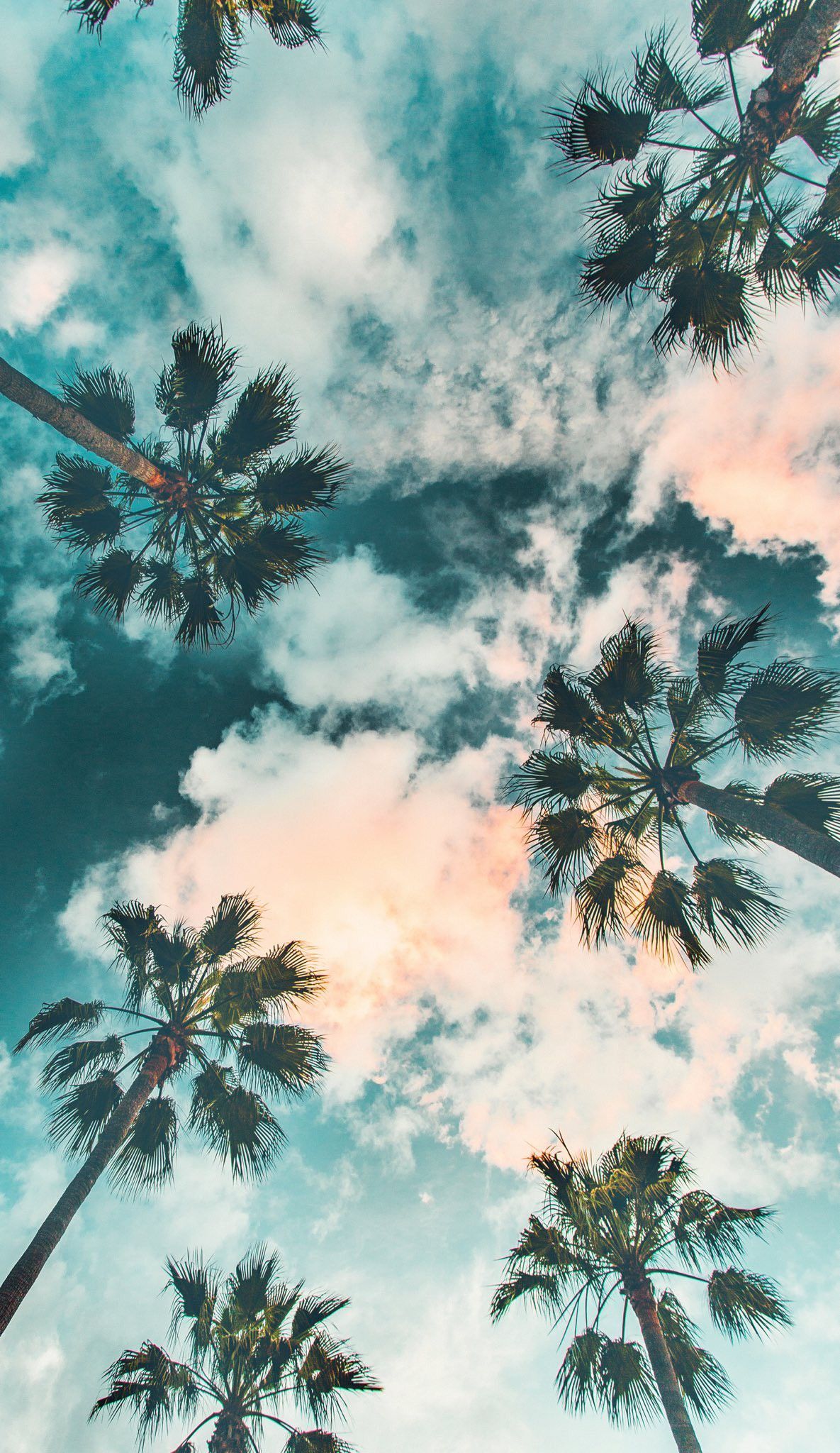 Palmen, Froschperspektive, Wolken, Türkis, Tropen, Full HD, Hintergrundbild fürs Handy