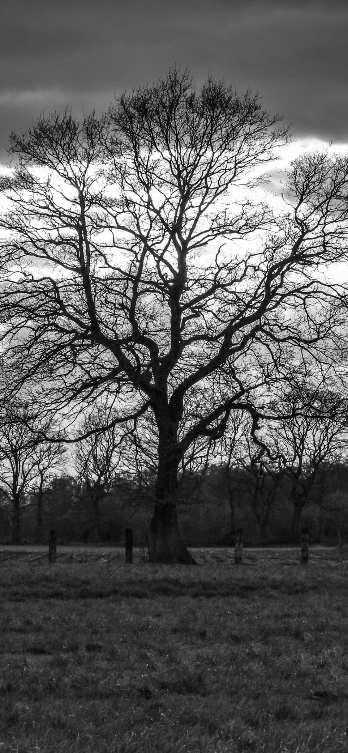 Kahler Baum, Schwarz-Weiß, Feld, Winter, Einsam, Full HD, Sperrbildschirm fürs iPhone