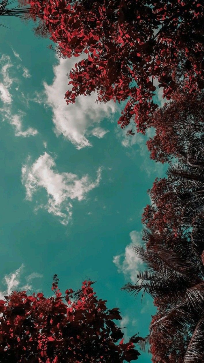 Rotes Laub, Froschperspektive, Wolken, Blaugrüner Himmel, Hintergrundbild fürs Handy