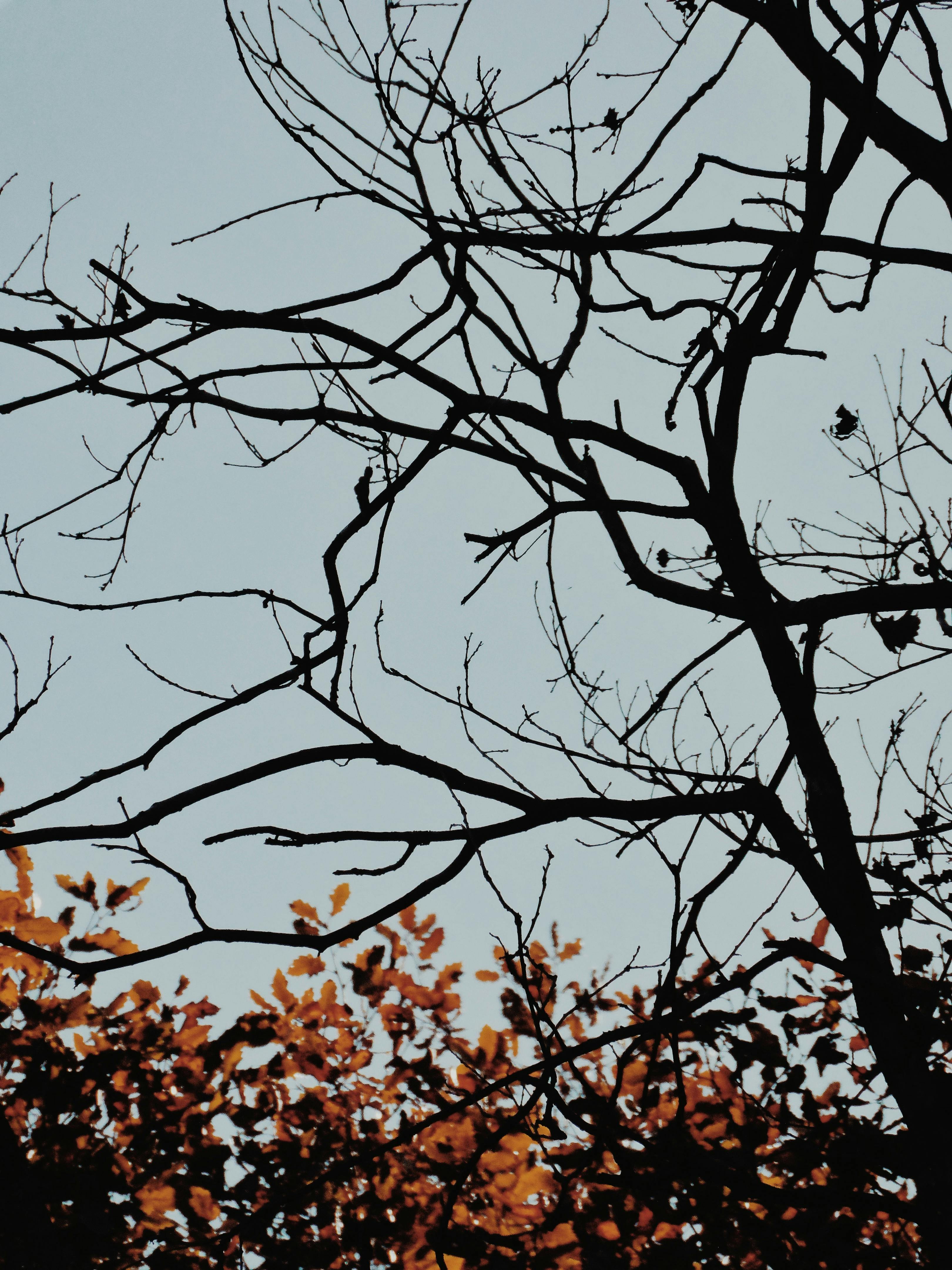 Kahle Äste, Silhouette, Grauer Himmel, Herbstlaub, QHD+, Hintergrundbild fürs Tablet