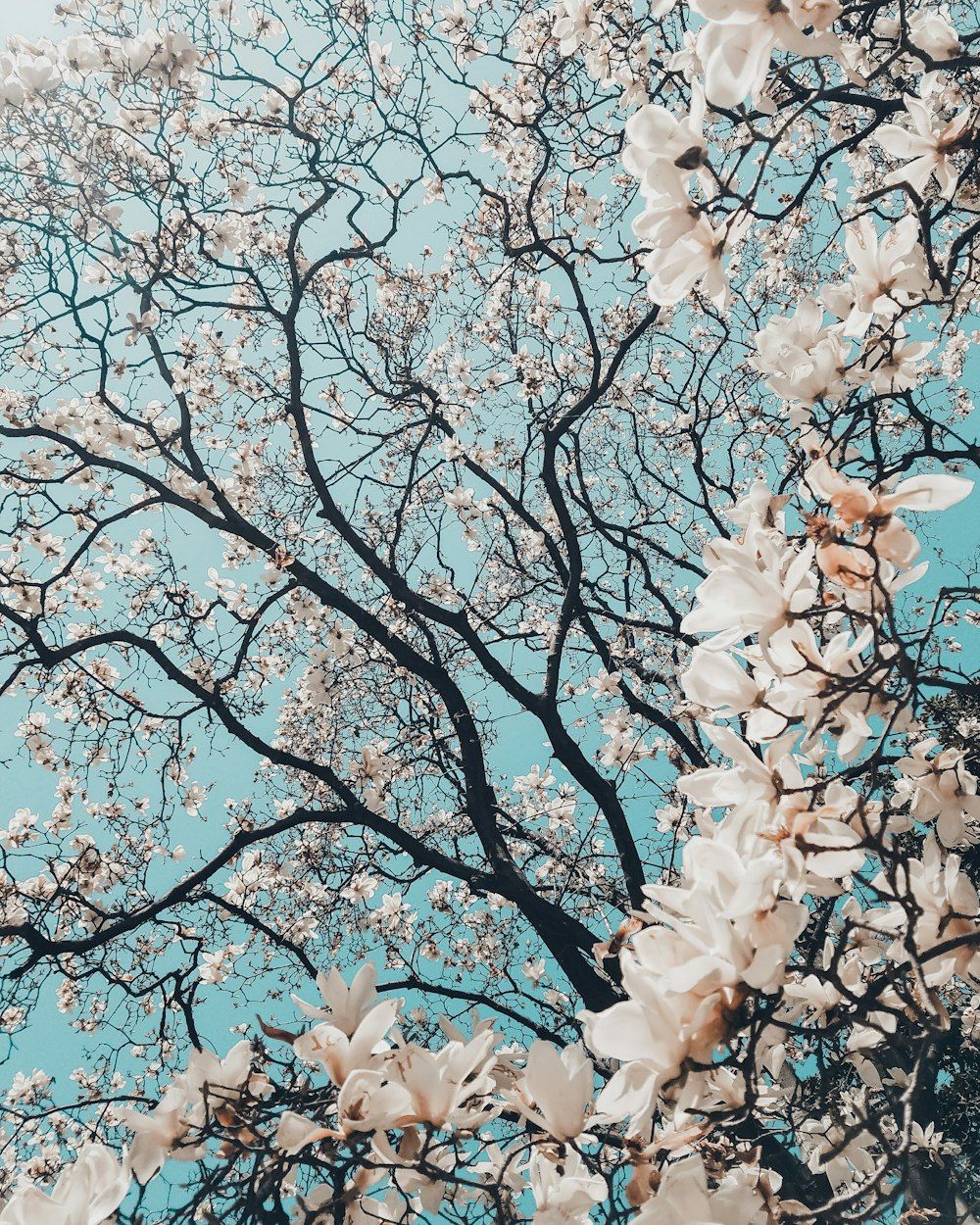 Blühender Baum, Weiße Blüten, Äste, Frühling, Blauer Himmel, HD, Tablet-Hintergrund
