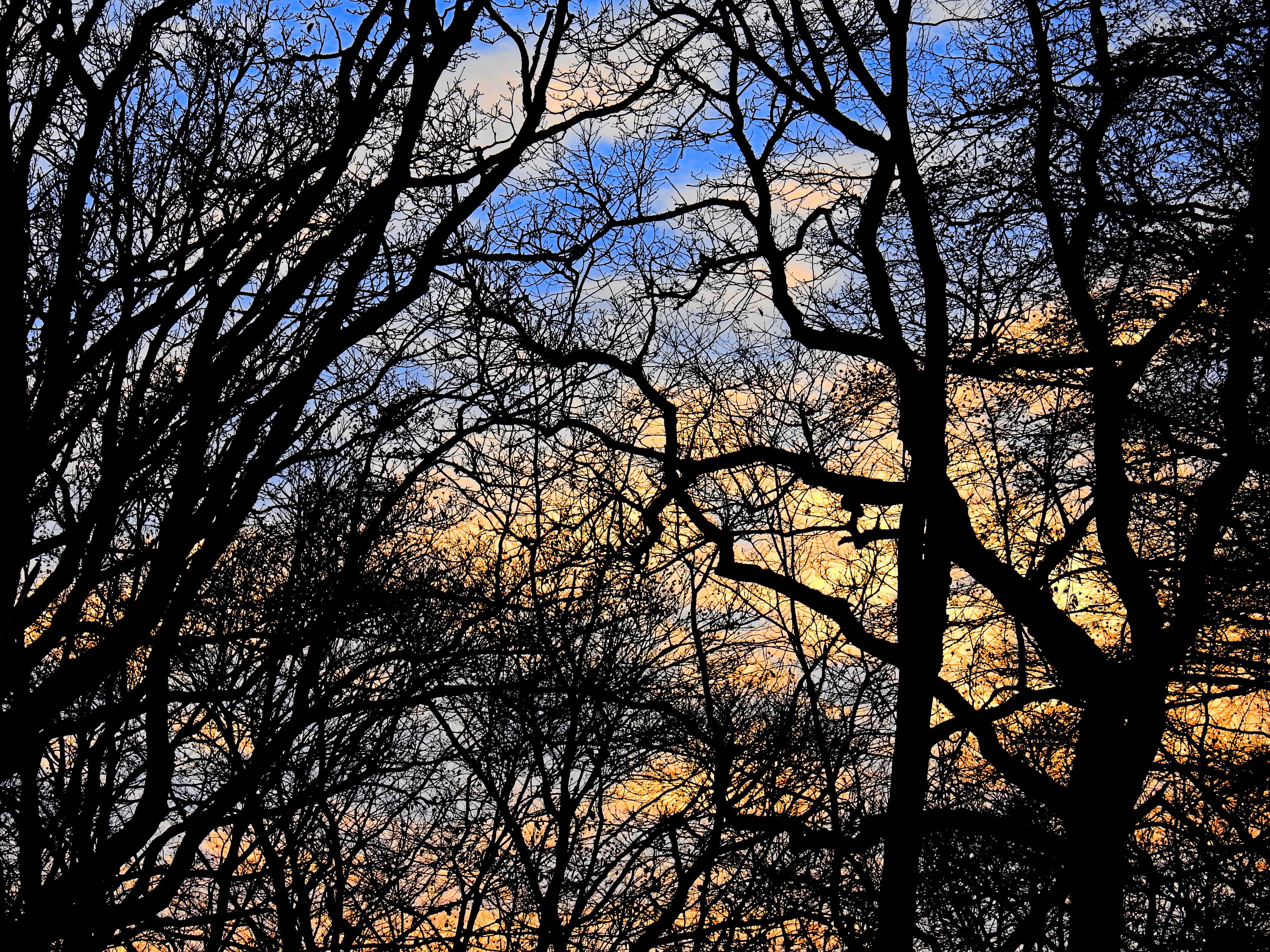 Kahle Bäume, Silhouette, Sonnenuntergang, Äste, Abendhimmel, Hintergrundbild fürs iPad