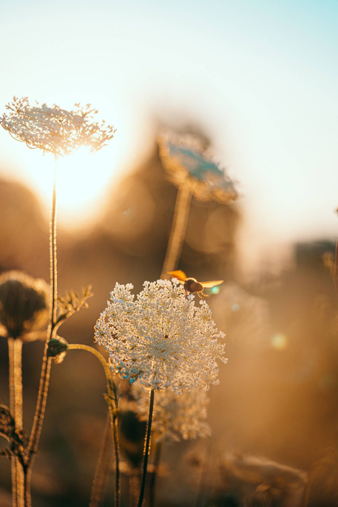Wilde Möhre, Wildblumen, Gegenlicht, Sonnenuntergang, Goldenes Licht, Bokeh, iPhone-Hintergrundbild