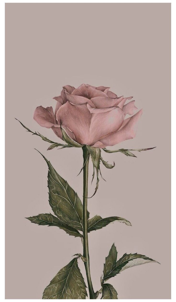 Rose, Rosa Rose, Stillleben, Altrosa Hintergrund, Minimalistisch, Sperrbildschirm fürs iPhone