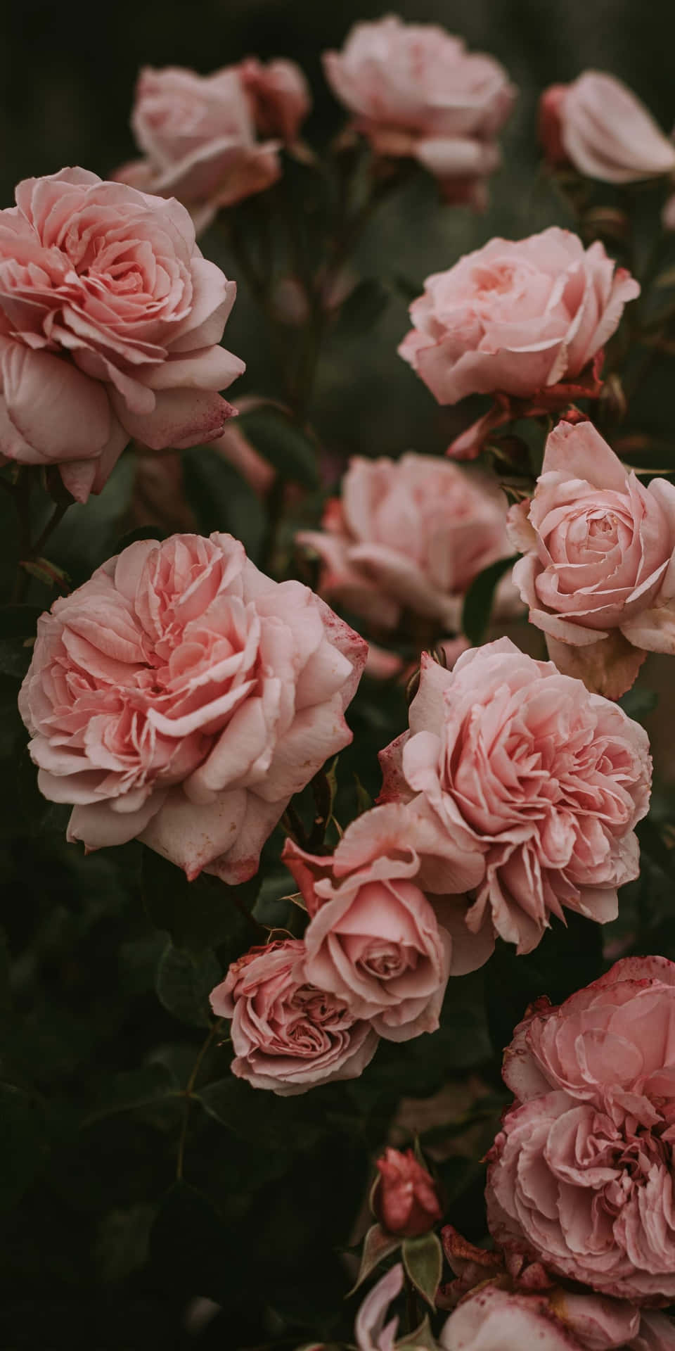 Rosen, Rosa Rosen, Rosenstrauch, Blüten, Garten, HD, Handy-Hintergrund im Hochformat