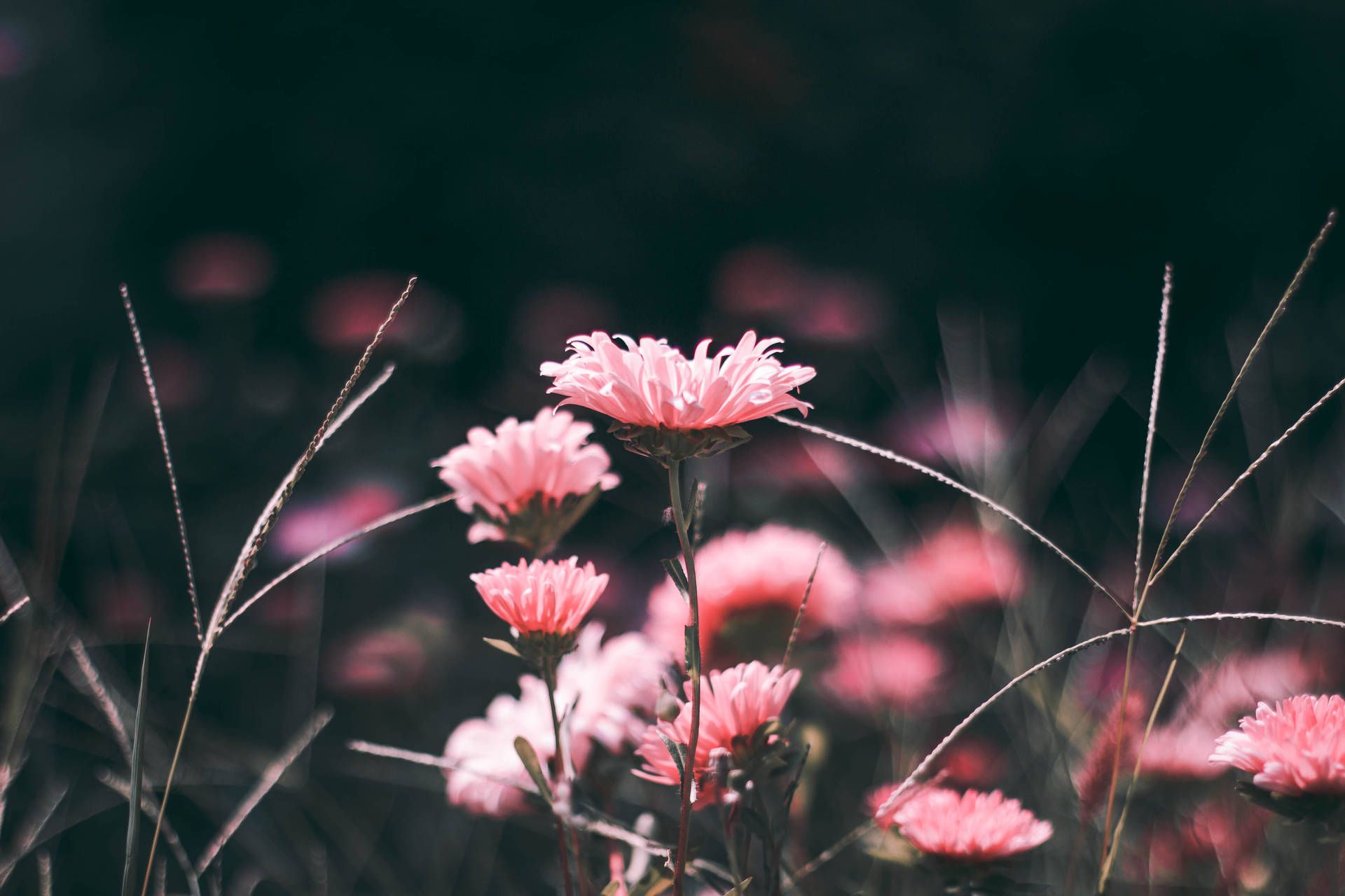 Gänseblümchen, Rosa Blüten, Wiese, Dunkle Stimmung, Gräser, Full HD, Desktop-Hintergrund