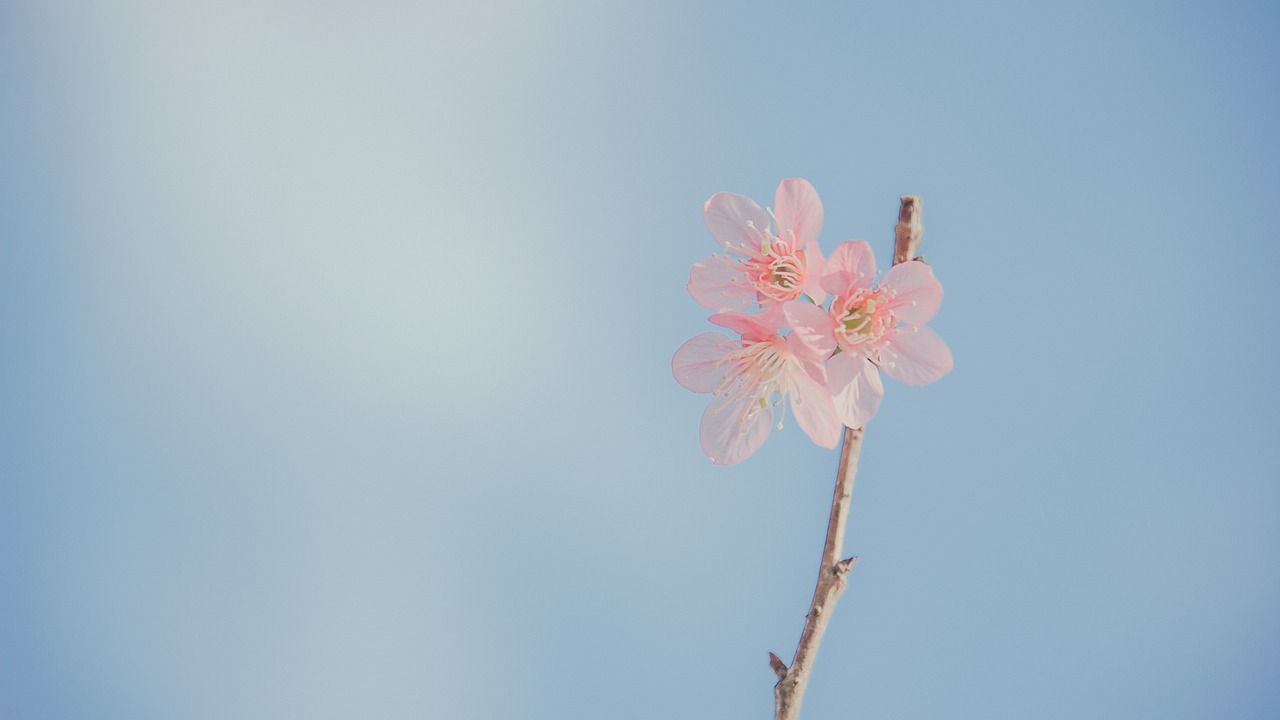 Kirschblüte, Rosa Blüte, Zweig, Blauer Himmel, Minimalismus, HD, Desktop-Hintergrund