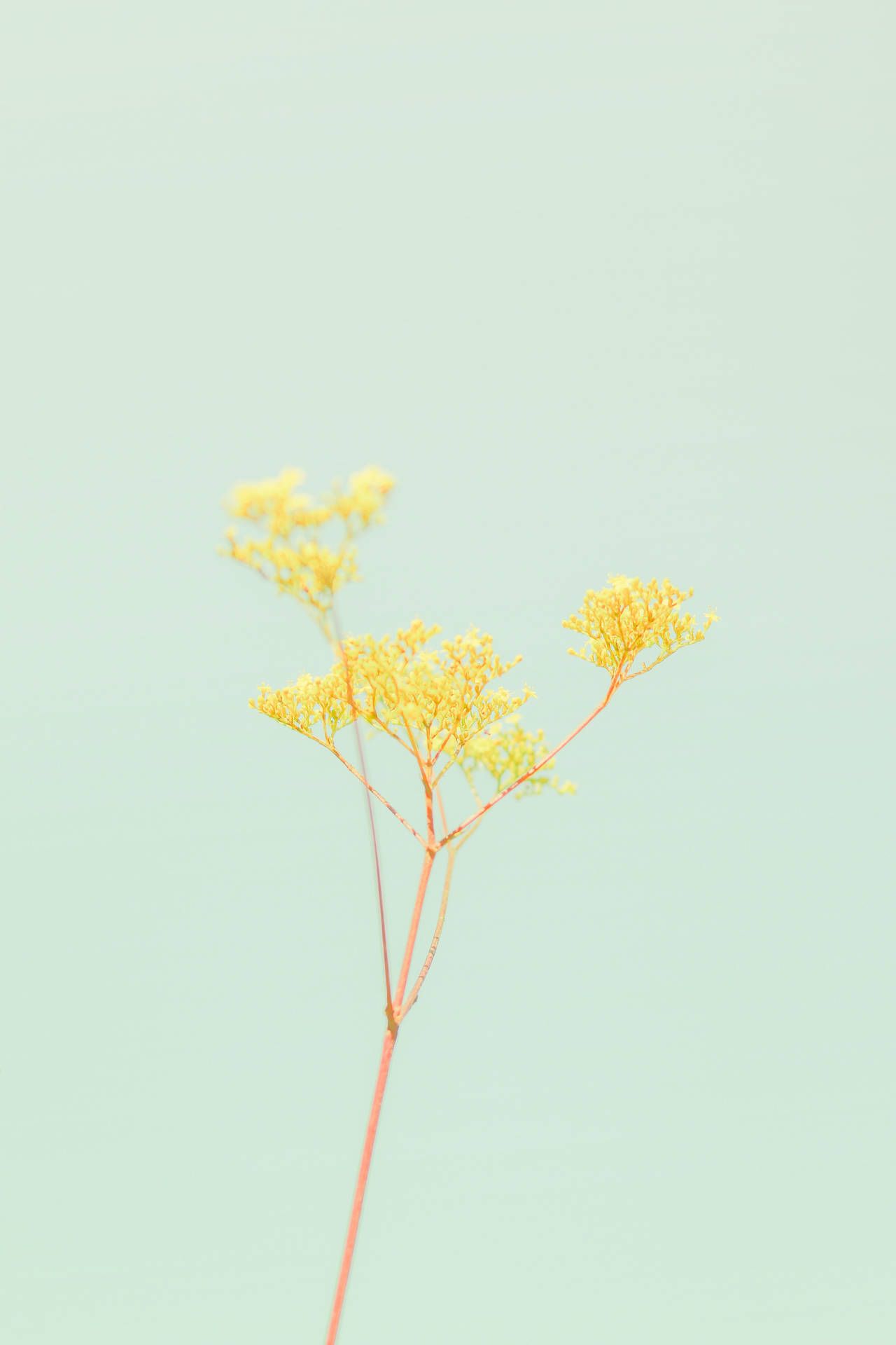 Gelbe Blüten, Wildblume, Mintgrüner Hintergrund, Minimalistisch, Pastell, Sperrbildschirm fürs iPhone