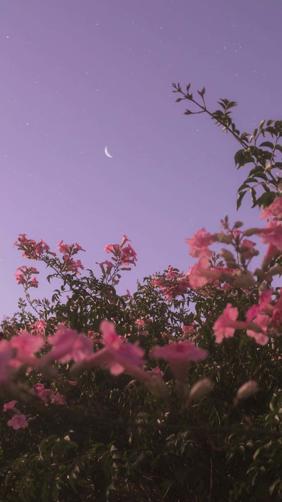 Rosa Blüten, Strauch, Violetter Himmel, Mond, Dämmerung, HD, Handy-Hintergrund