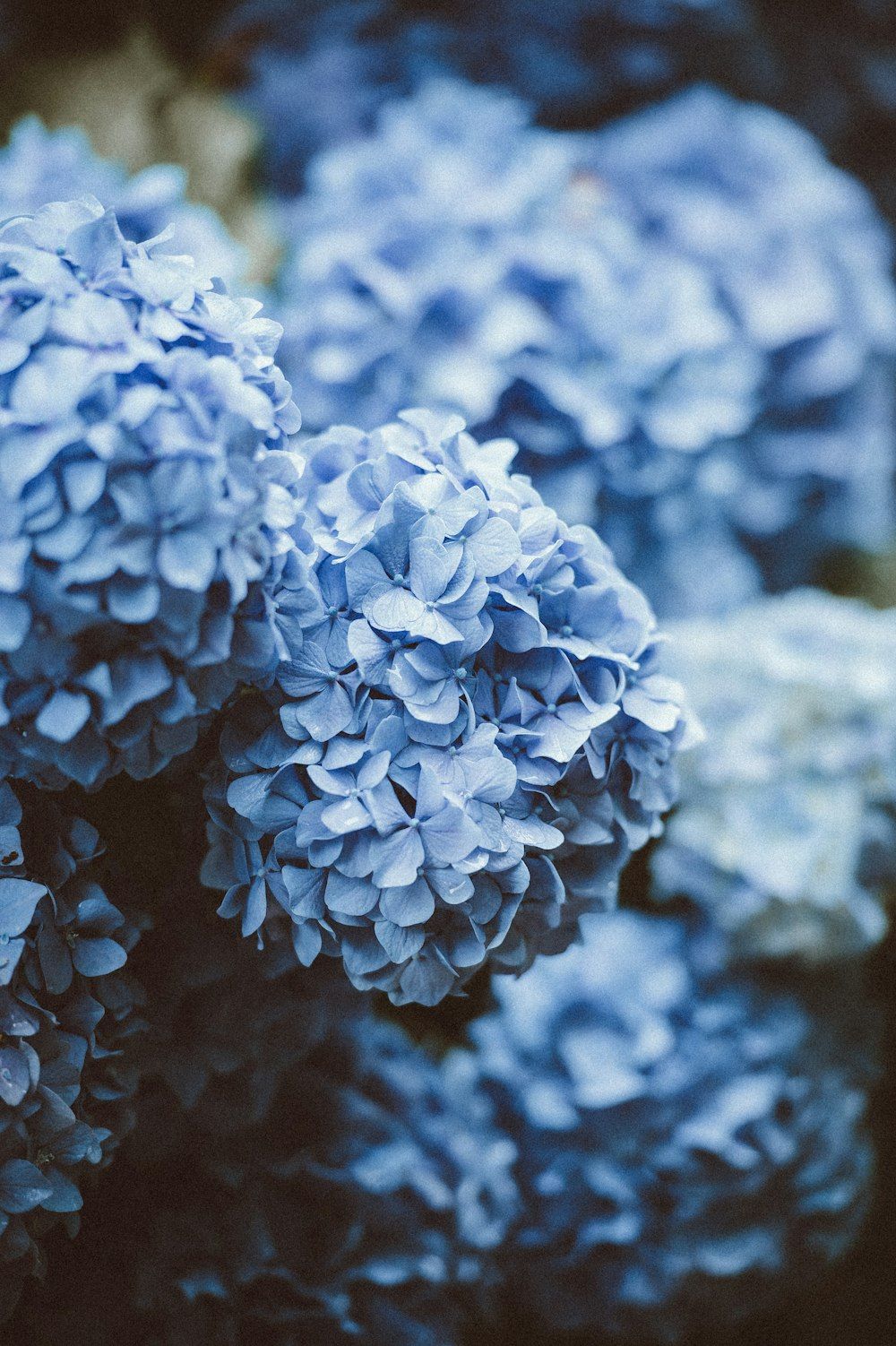 Hortensie, Blaue Hortensie, Blaue Blüten, Nahaufnahme, Hintergrundbild für iPhone und Android