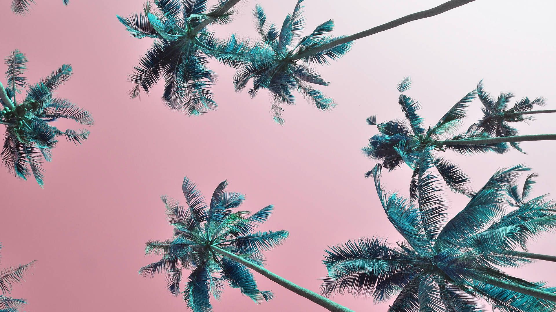 Palmen, Froschperspektive, Rosa Himmel, Pastell, Tropen, Full HD, Windows-Hintergrundbild
