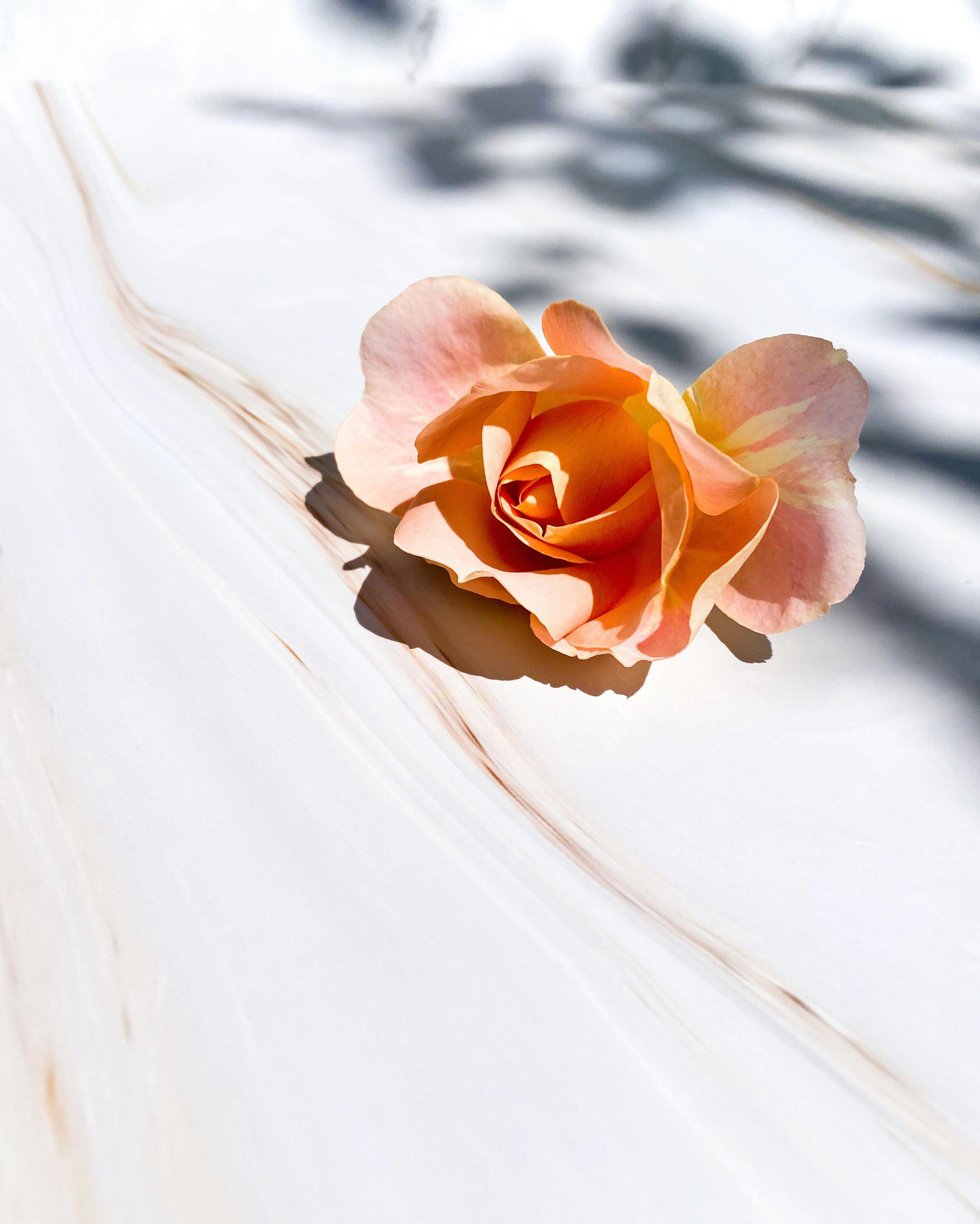 Rose, Orange Rose, Weißer Stoff, Schatten, Sonnenlicht, QHD+, iPad-Hintergrundbild