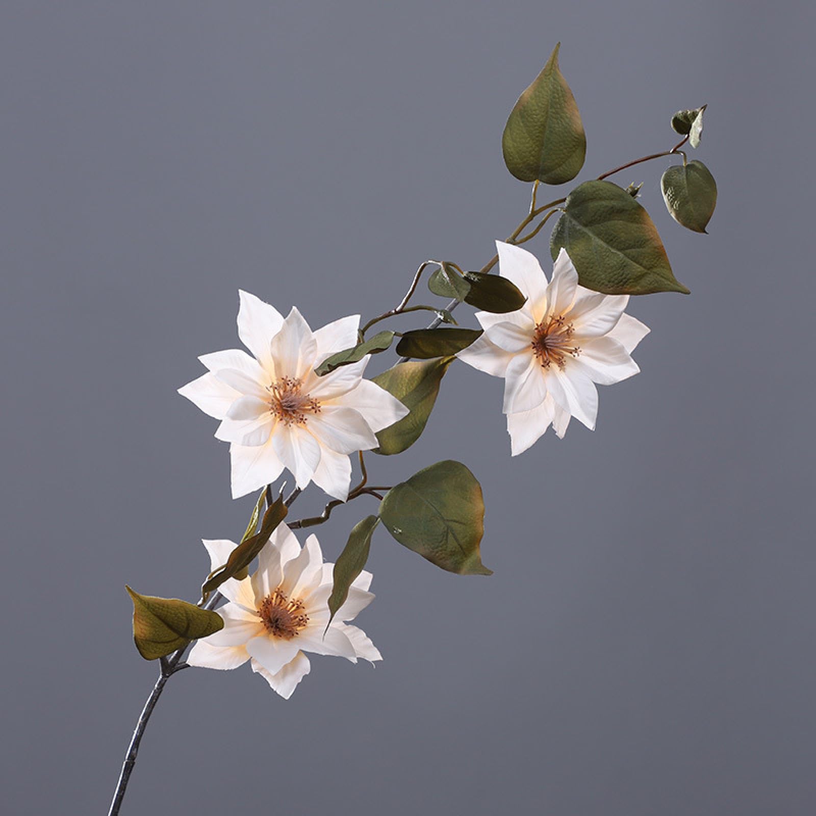 Clematis, Weiße Blüten, Zweig, Grauer Hintergrund, Stillleben, HD Wallpaper