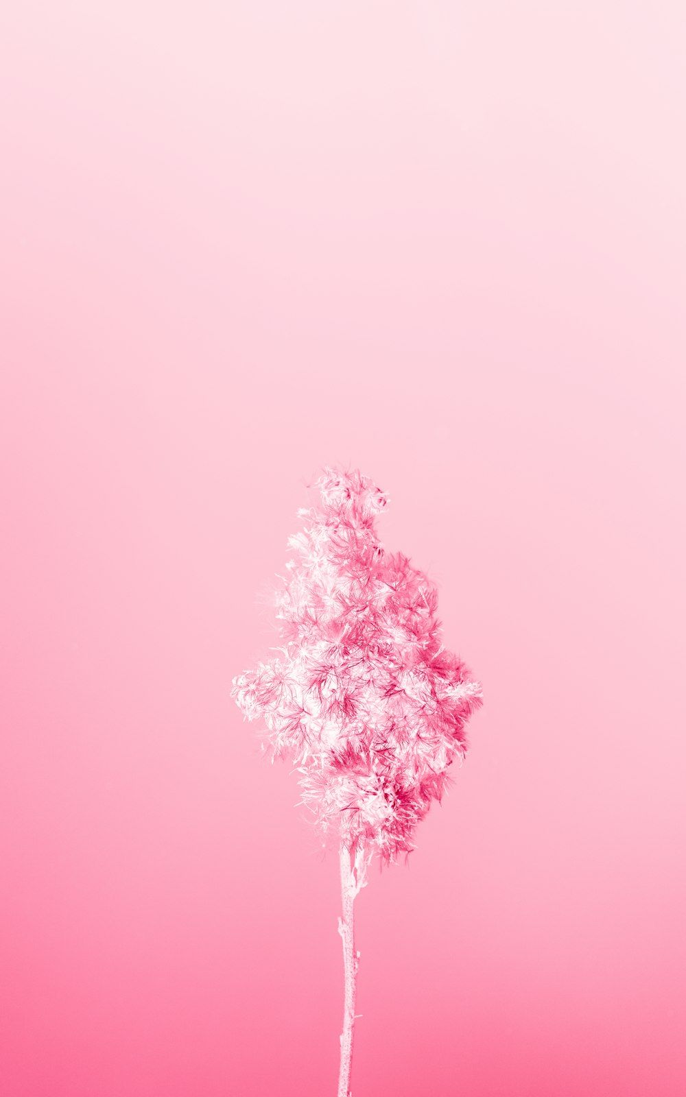 Rosa Baum, Rosa Hintergrund, Minimalismus, Surreal, HD, Sperrbildschirm fürs iPhone