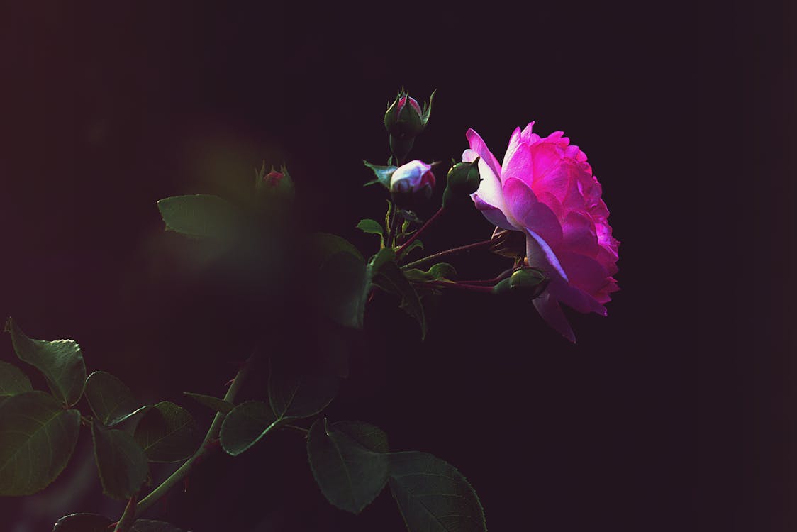 Rose, Magenta Rose, Dunkle Stimmung, Lichtspot, Blätter, Hintergrundbild