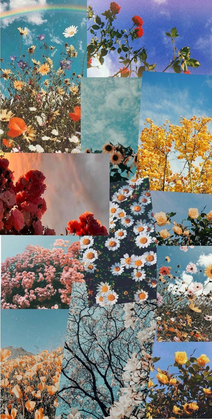 Collage, Blüten, Herbst, Ästhetik, Himmel, HD, Hintergrundbild fürs Handy
