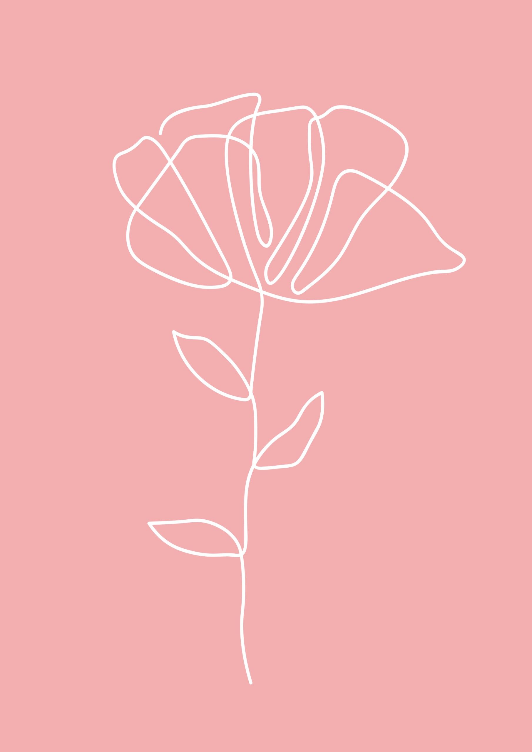 Line Art, Mohnblume, Rosa Hintergrund, Weiße Linien, Minimalismus, QHD+ Wallpaper