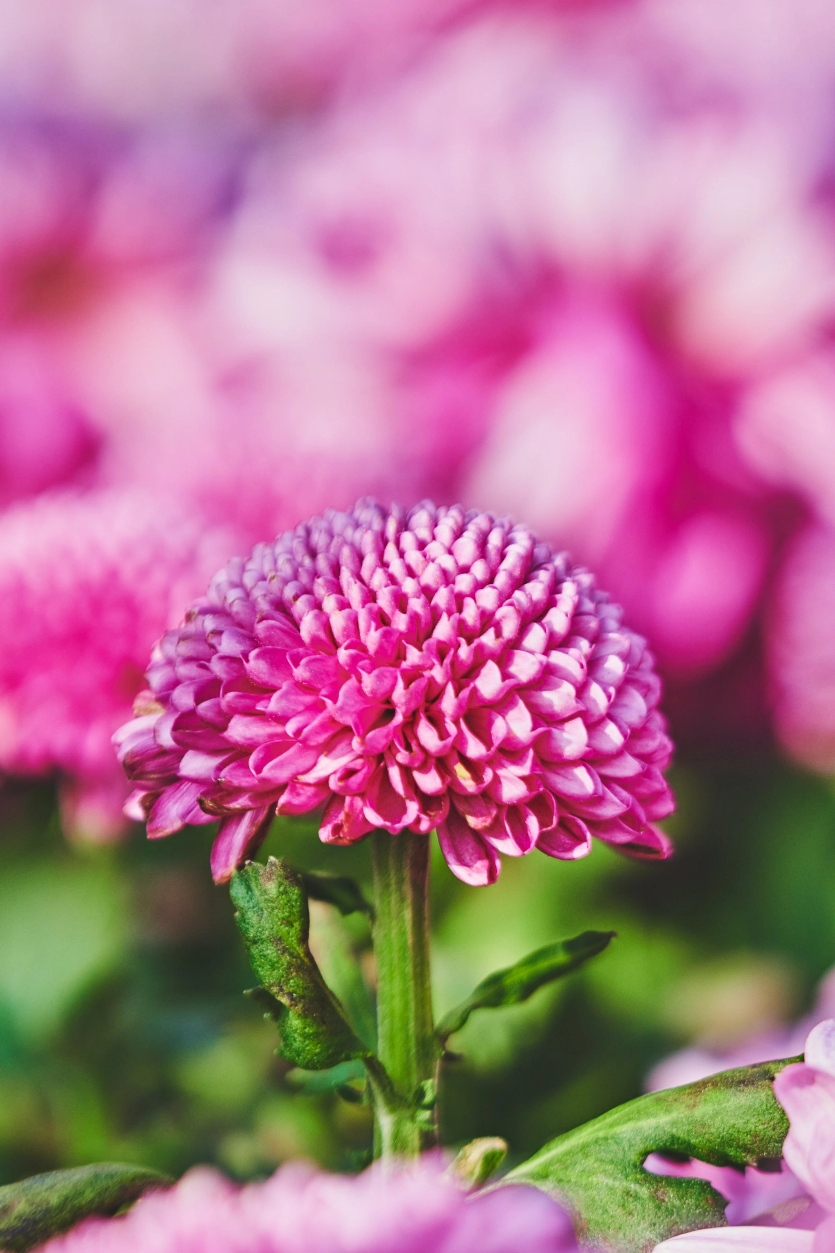 Dahlie, Pinke Dahlie, Pompon-Dahlie, Nahaufnahme, Bokeh, Full HD, iPhone-Hintergrundbild