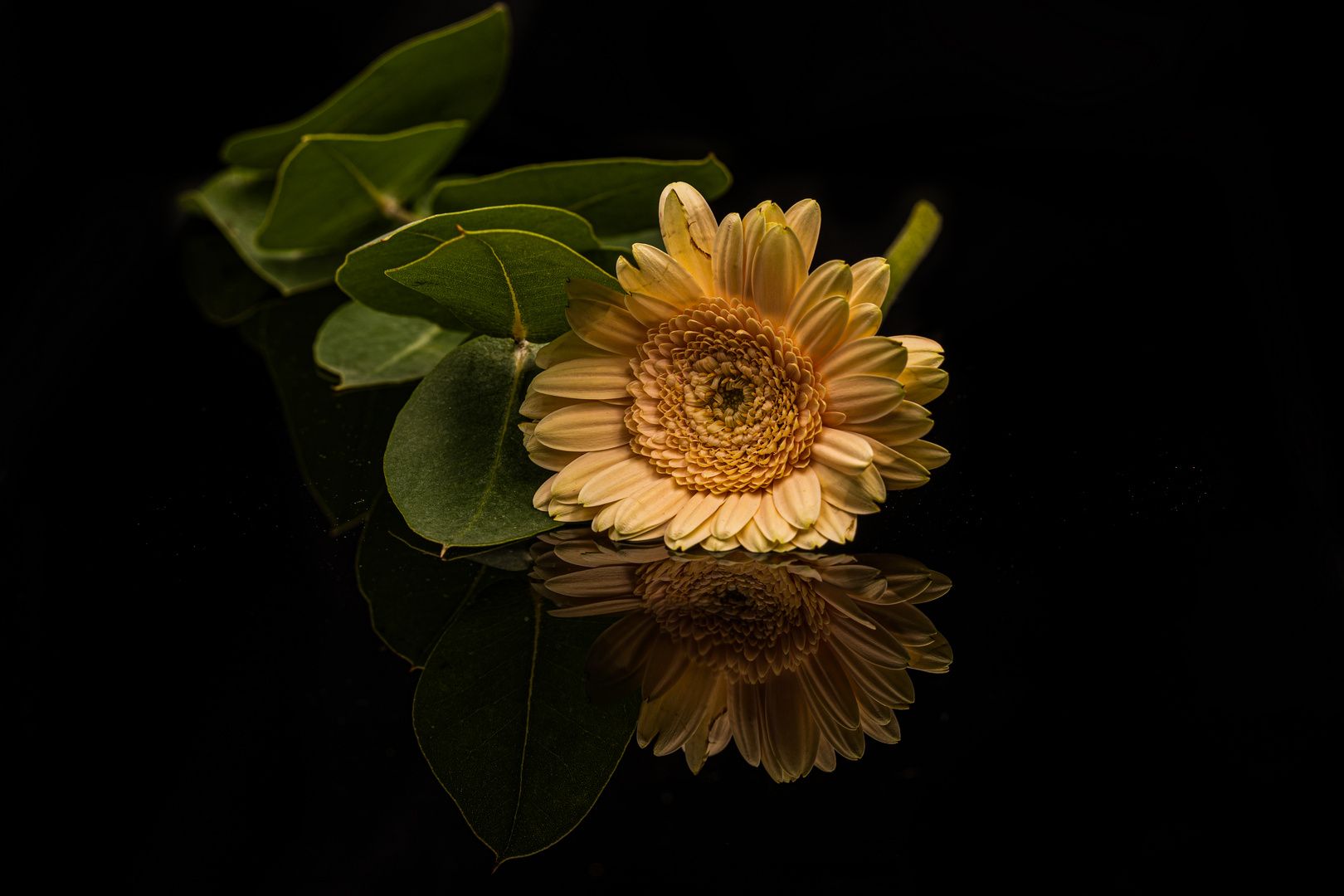 Gerbera, Gelbe Gerbera, Schwarzer Hintergrund, Spiegelung, Blätter, HD Wallpaper