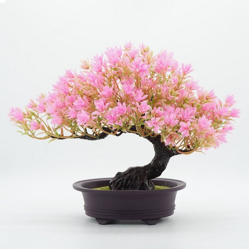 Bonsai, Rosa Blüten, Schale, Weißer Hintergrund, Wallpaper