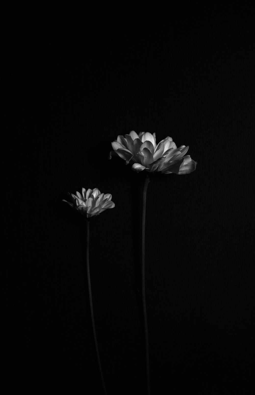 Schwarz-Weiß, Blüten, Schwarzer Hintergrund, Minimalistisch, Dunkel, Sperrbildschirm fürs iPhone
