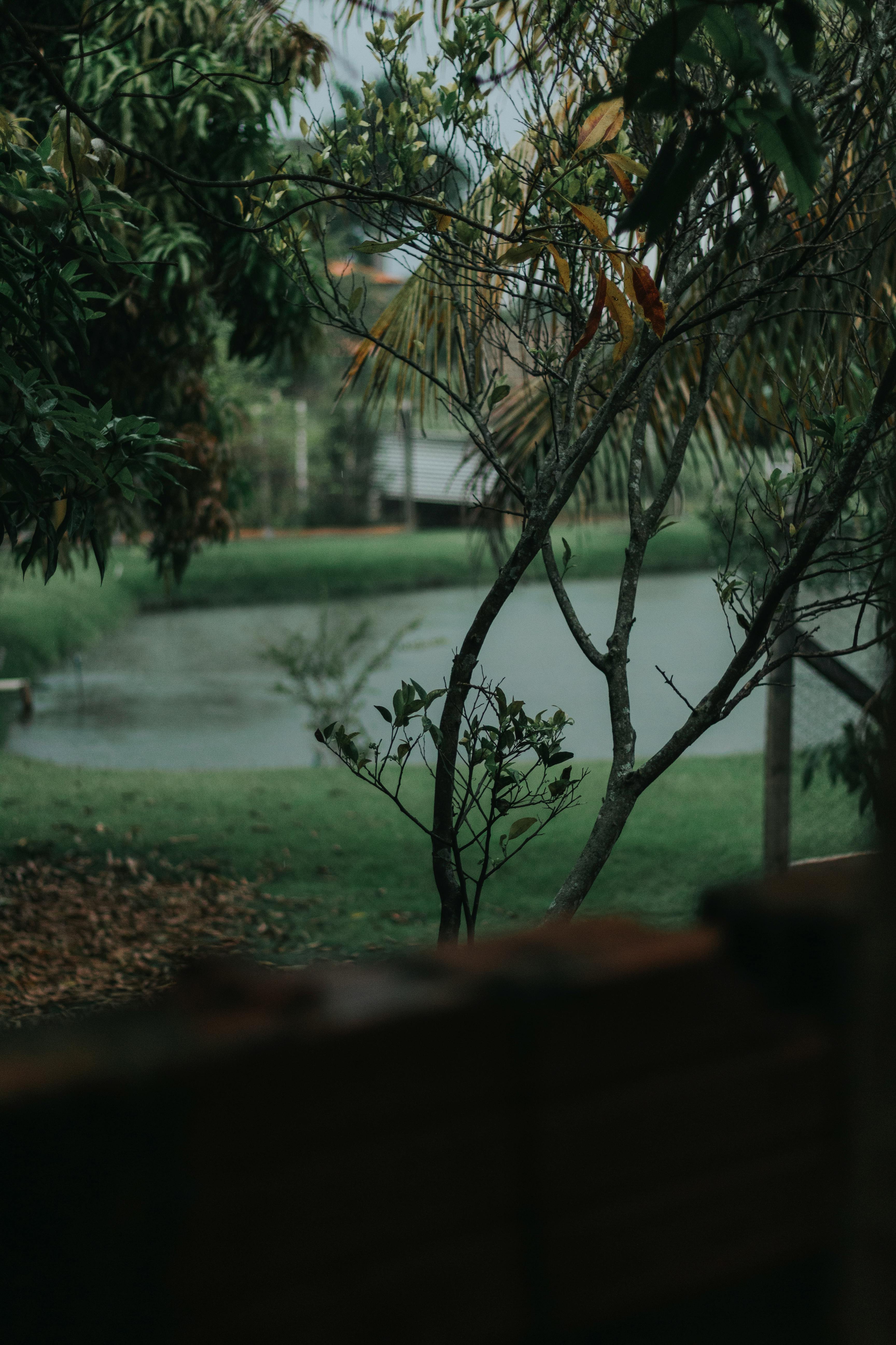 Baum, Garten, Dunkelgrün, Unschärfe, Stimmung, QHD+, Hintergrundbild fürs Handy
