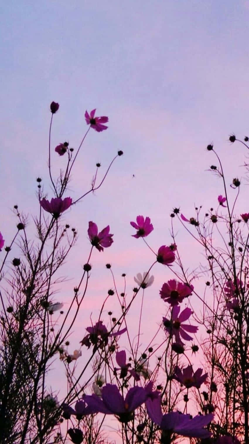Kosmeen, Silhouette, Lila Himmel, Pinke Blüten, Abendhimmel, Android-Hintergrundbild