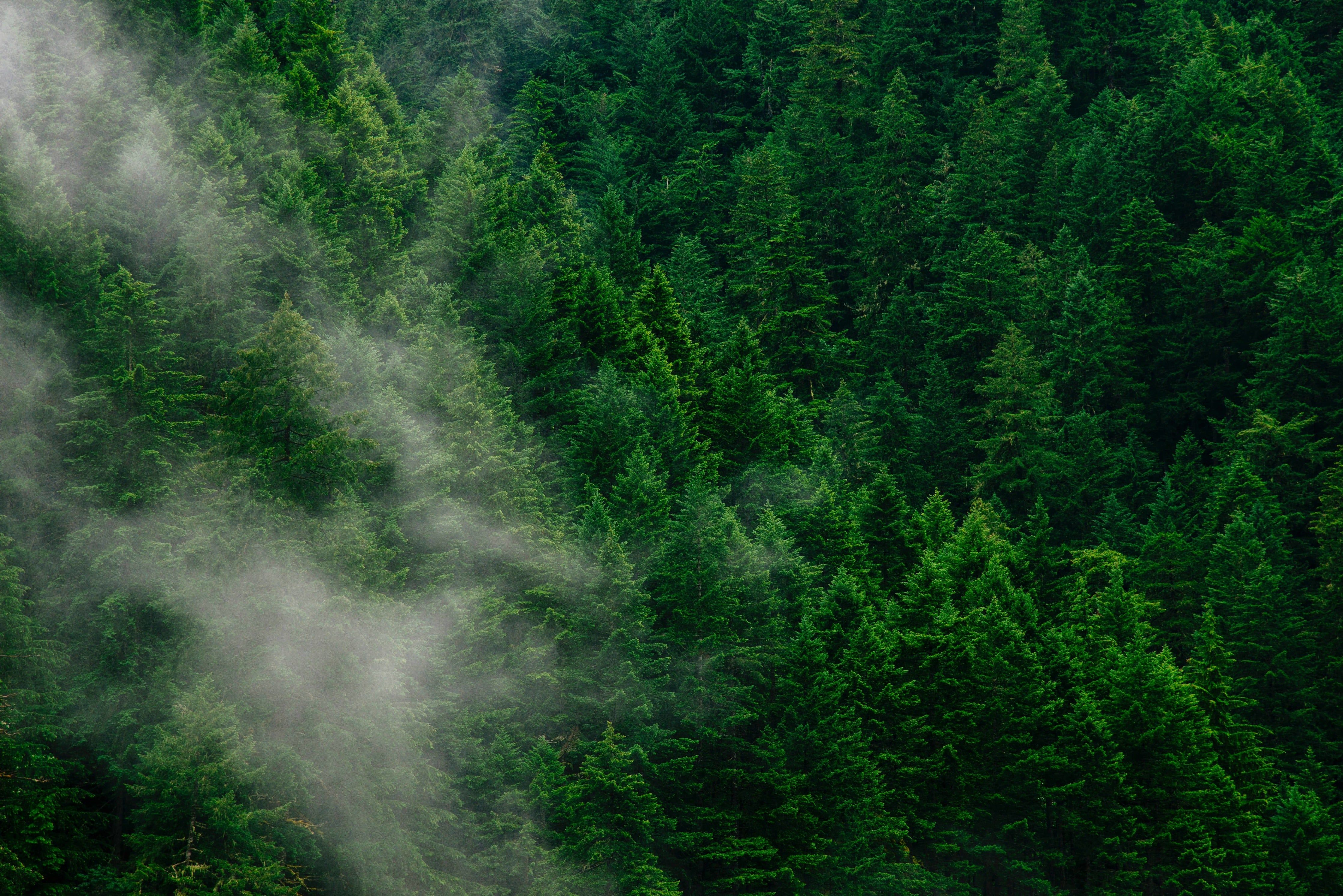 Nadelwald, Nebel, Luftaufnahme, Tannen, Dunkelgrün, 4K, Hintergrundbild für den PC