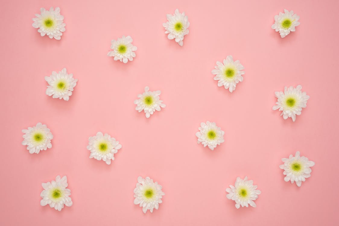 Gänseblümchen, Rosa Hintergrund, Flatlay, Muster, Weiße Blüten, Wallpaper