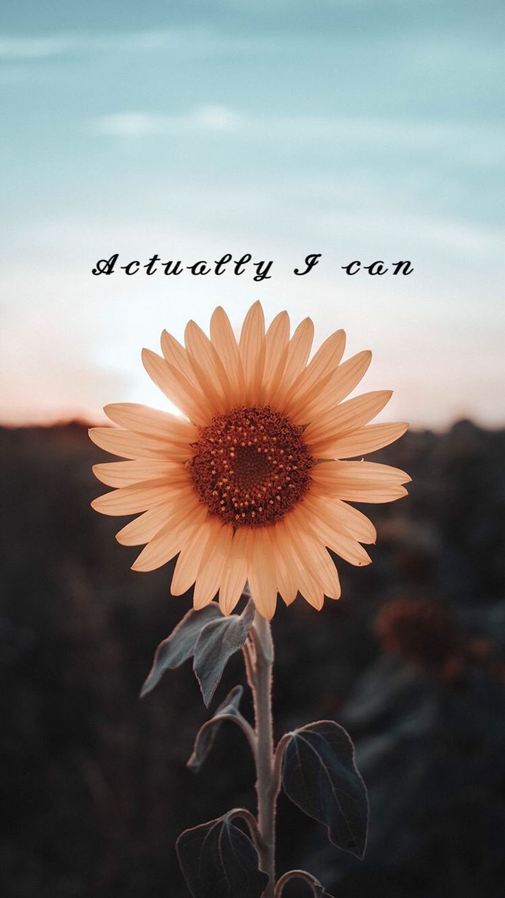 Sonnenblume, Spruch, Abendhimmel, Dunkle Stimmung, Typografie, HD, Handy-Hintergrundbild