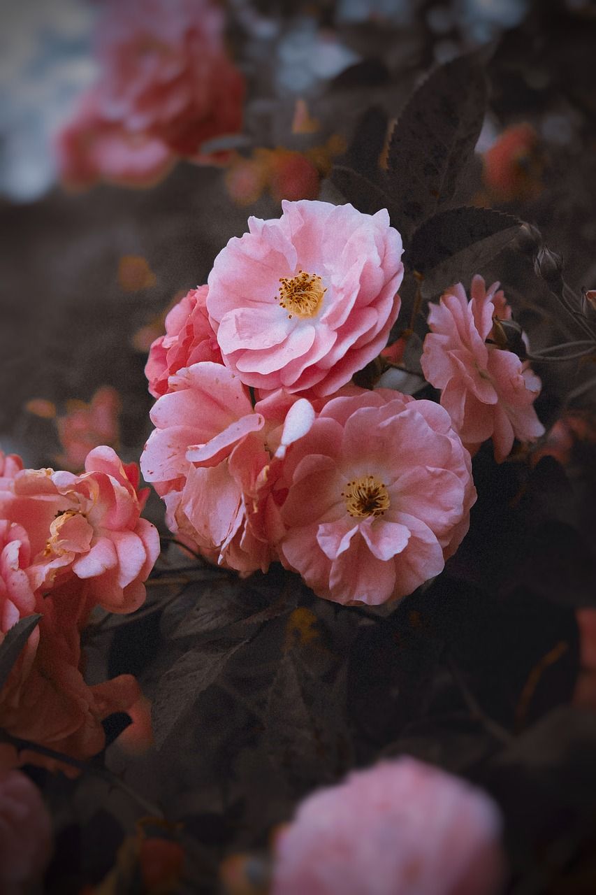 Rosen, Rosa Rosen, Rosenstrauch, Dunkle Stimmung, Garten, HD, iPhone-Hintergrundbild