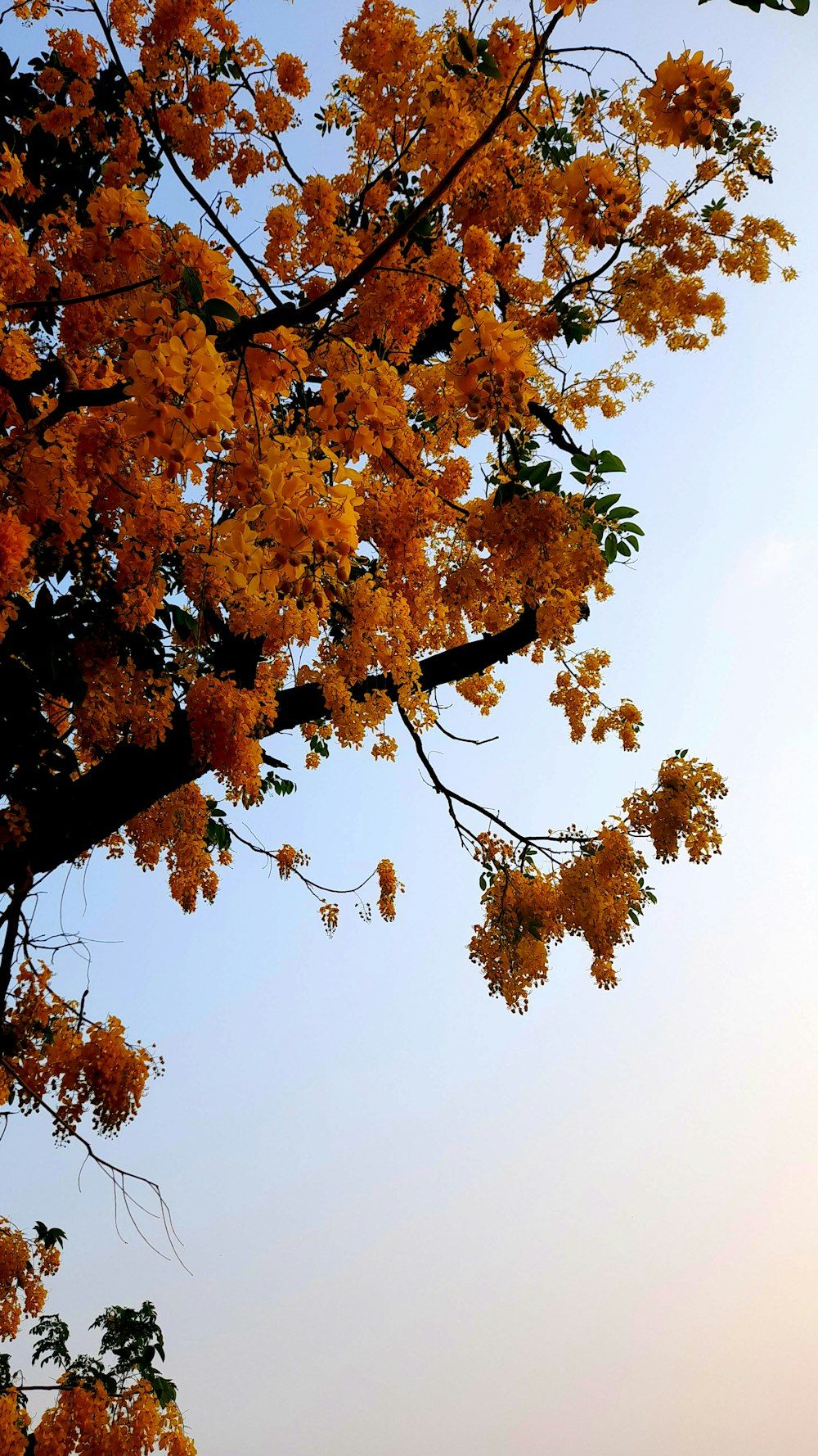 Herbstlaub, Baumkrone, Orange, Froschperspektive, Heller Himmel, HD, Handy-Hintergrundbild