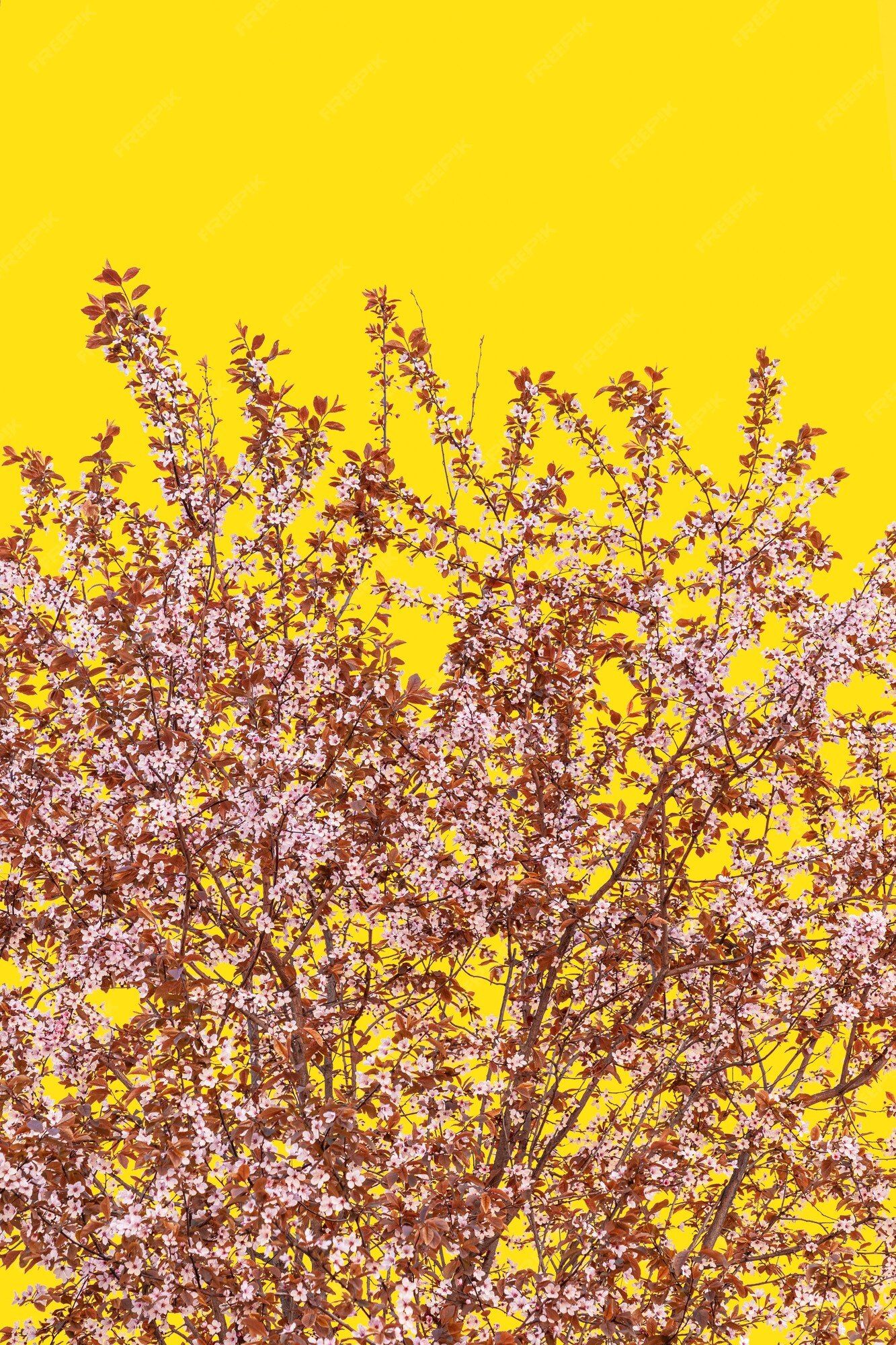 Blühender Baum, Gelber Hintergrund, Rosa Blüten, Kontrast, Sperrbildschirm fürs iPhone