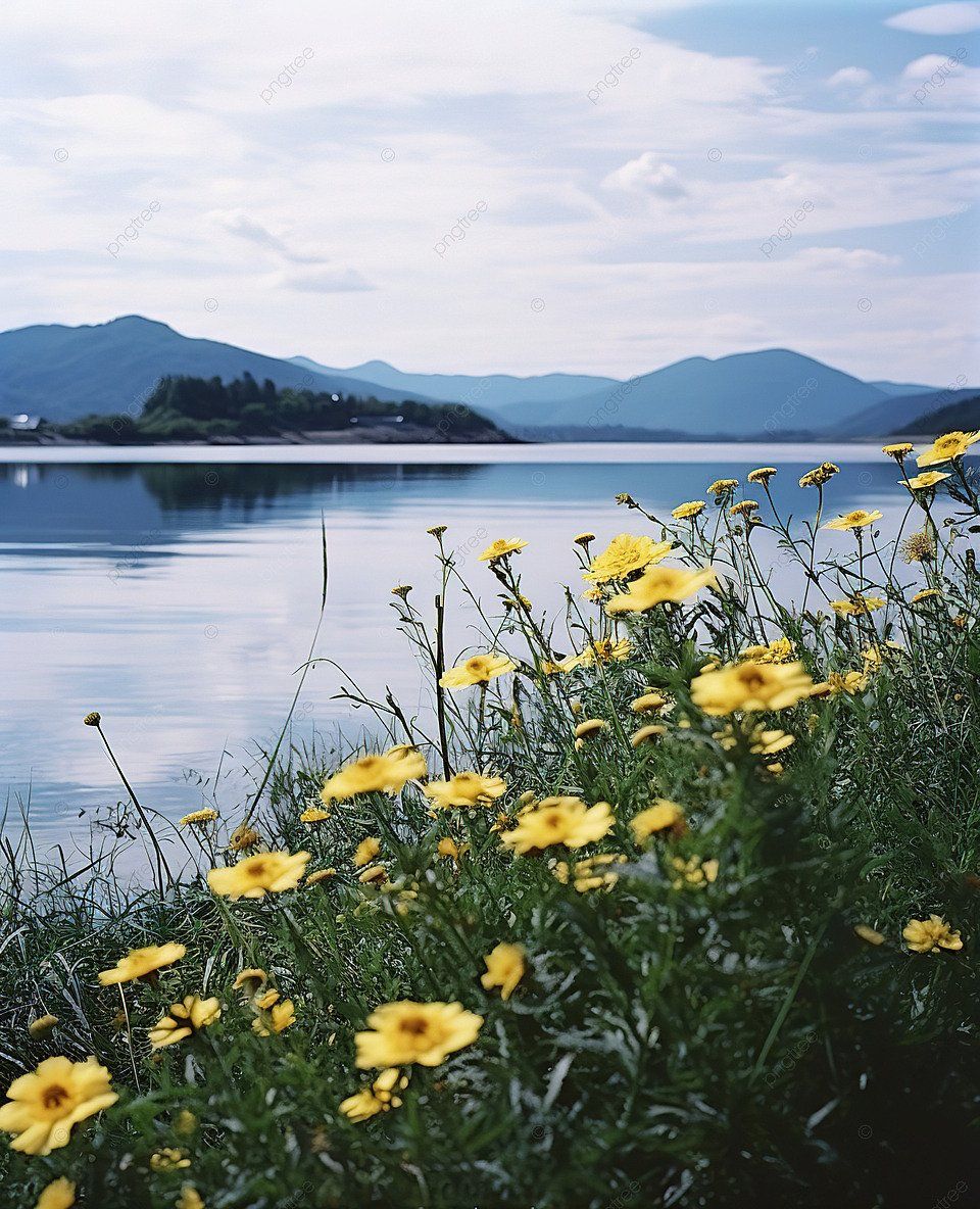 See, Gelbe Blumen, Hügel, Sommer, Ufer, HD, Hintergrundbild fürs Tablet