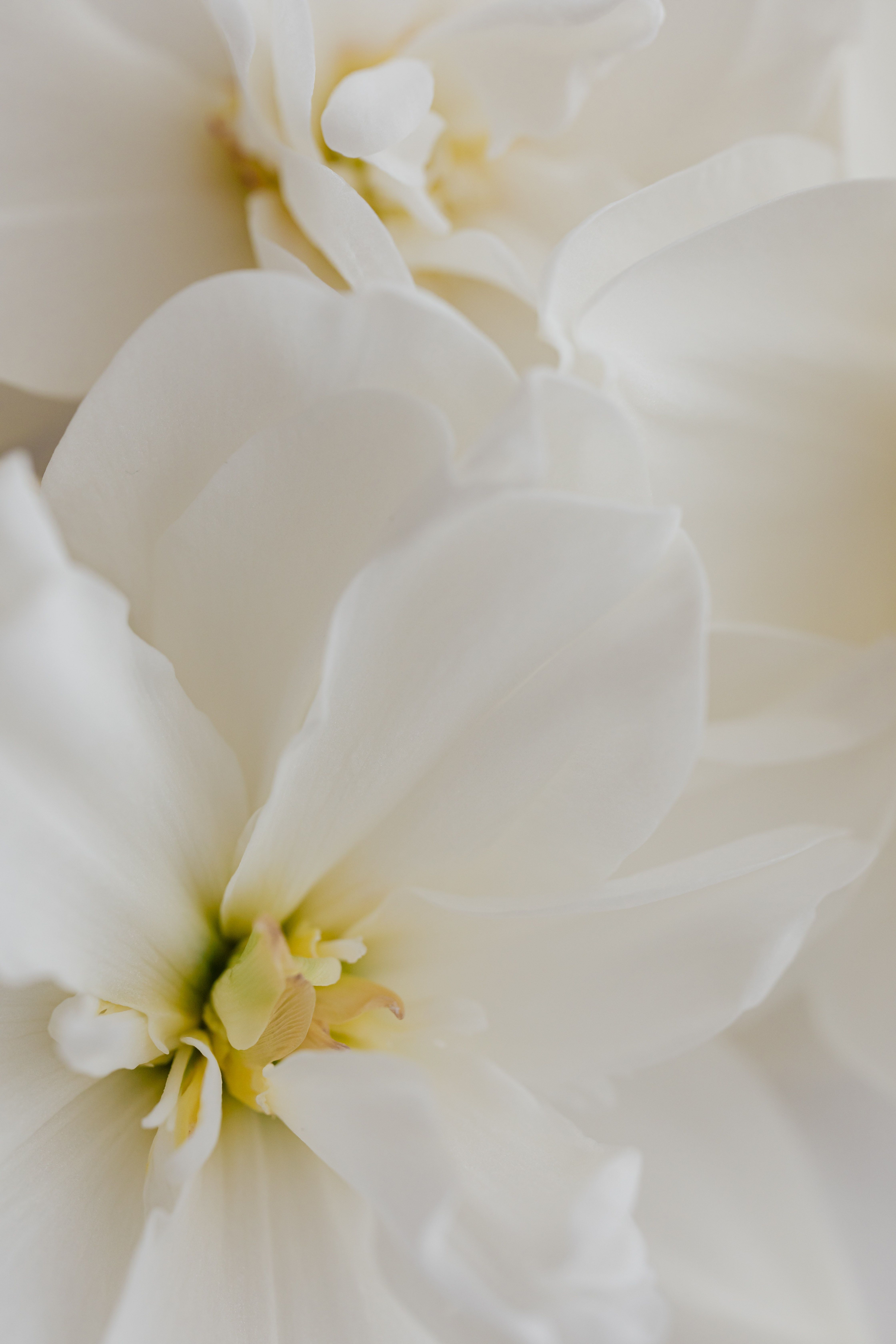 Weiße Blüte, Blütenblätter, Nahaufnahme, Gelbe Staubgefäße, Zart, QHD+, Handy-Hintergrundbild