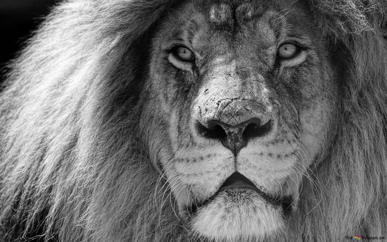 Löwe, Mähne, Schwarzweiß, Porträt, Raubkatze, HD, Hintergrundbild für den PC