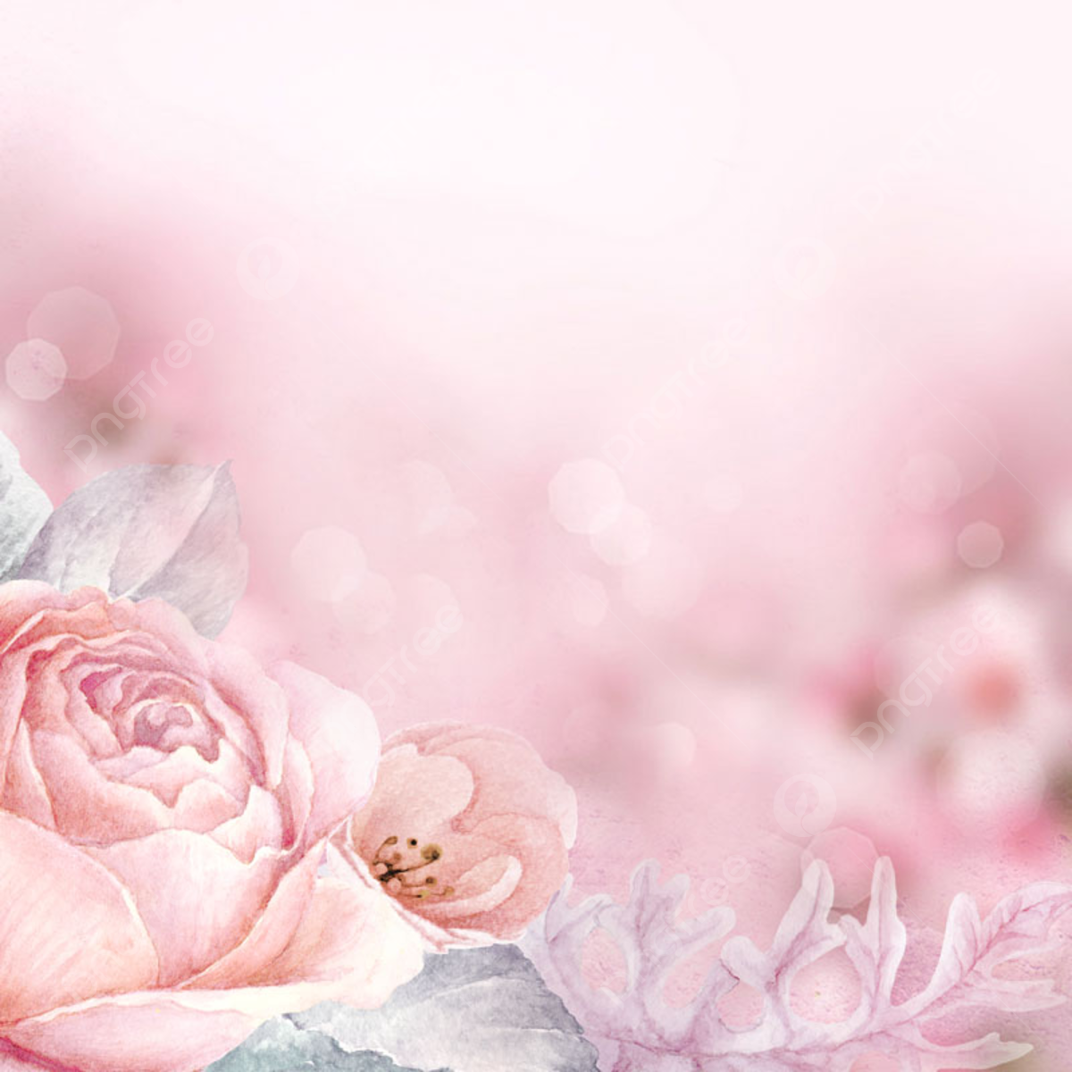 Rosen, Pfingstrosen, Bokeh, Pastellrosa, Sanft, Hintergrundbild für iPad und Tablet