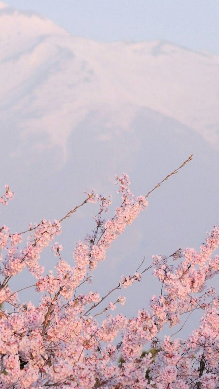 Kirschblüten, Berg, Frühling, Pastellfarben, Himmel, HD, Hintergrundbild fürs Handy