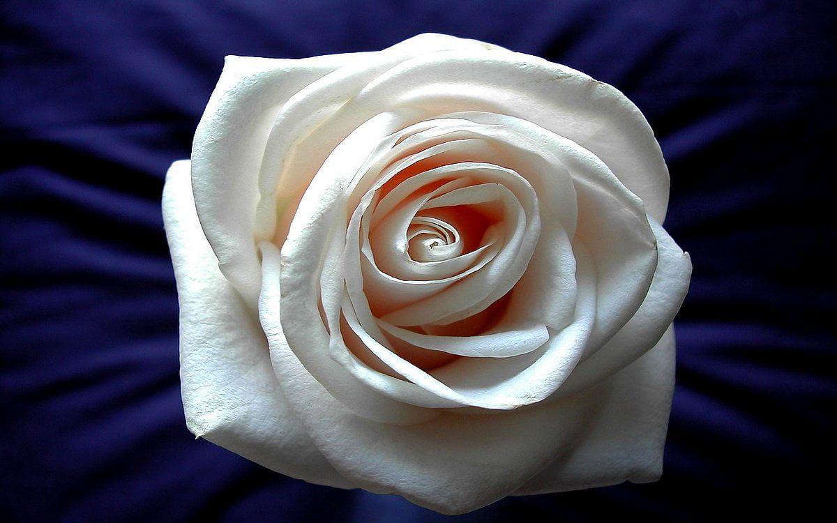 Weiße Rose, Blauer Stoff, Nahaufnahme, Blüte, Kontrast, Hintergrundbild