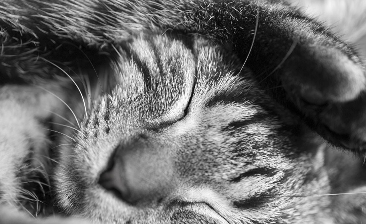 Katze, Schlafend, Schwarzweiß, Nahaufnahme, Getigert, HD, Hintergrund für den Desktop