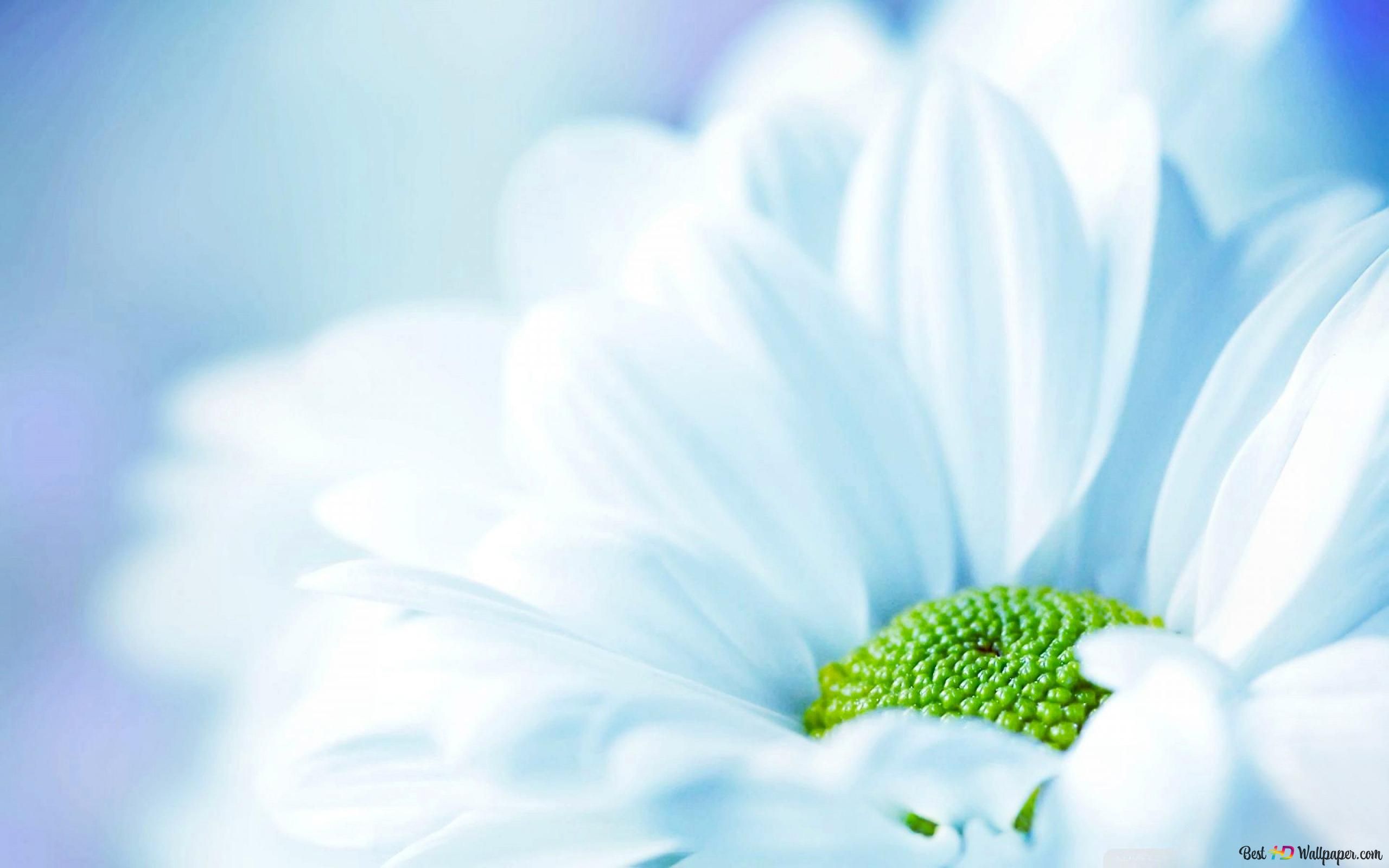Margerite, Weiße Blüte, Hellblau, Makro, Grüne Mitte, 2K, Hintergrund für den Desktop