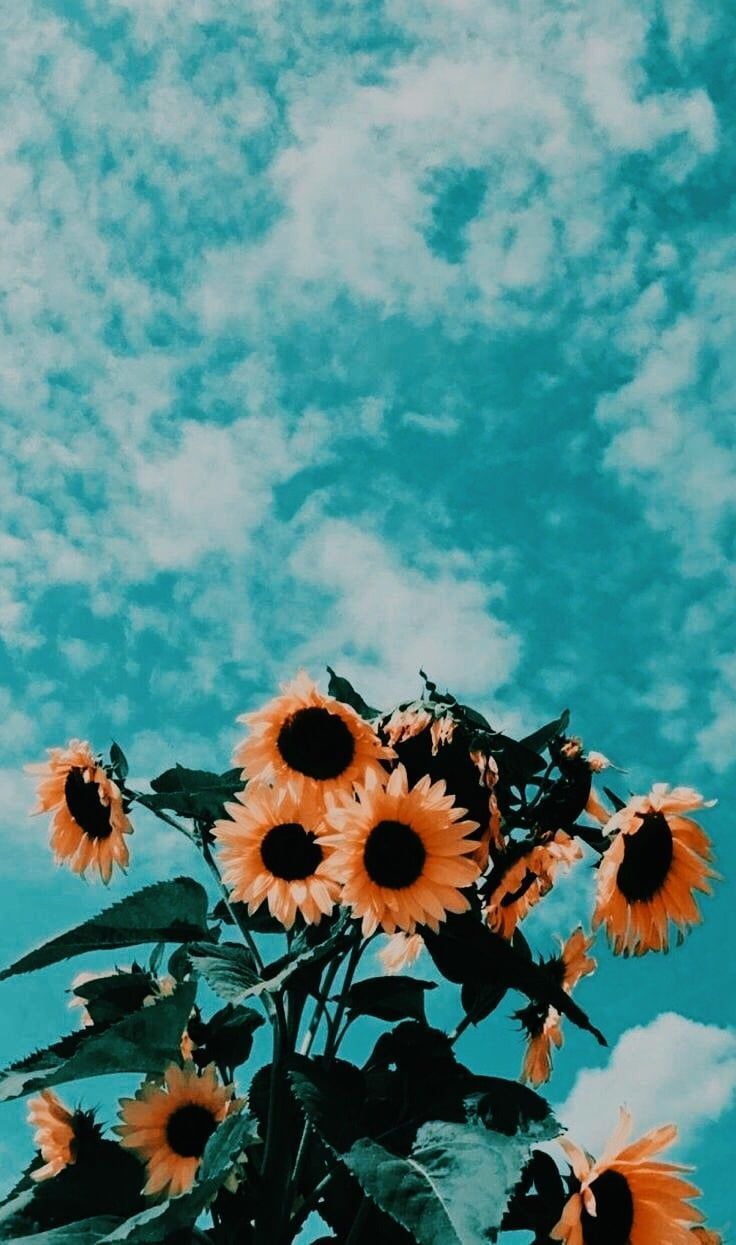 Sonnenblumen, Wolken, Türkiser Himmel, Sommerlich, HD, Hintergrundbild fürs Handy