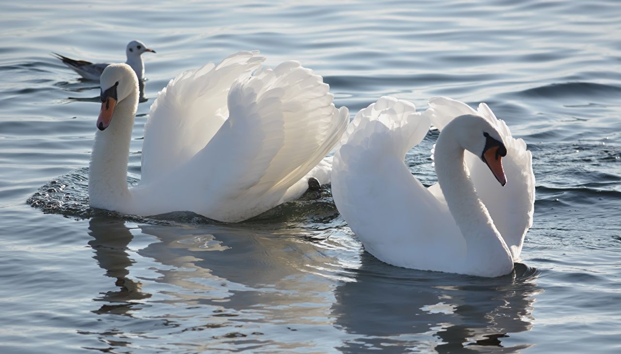 Höckerschwäne, Schwanenpaar, See, Wasser, Weiße Vögel, HD, Hintergrundbild für den PC