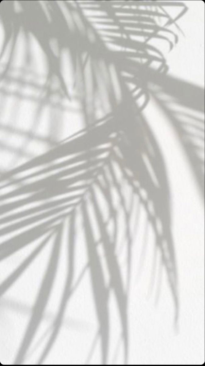 Palmblattschatten, Weiß, Minimalistisch, Grau, Licht, Hintergrundbild für iPhone und Android