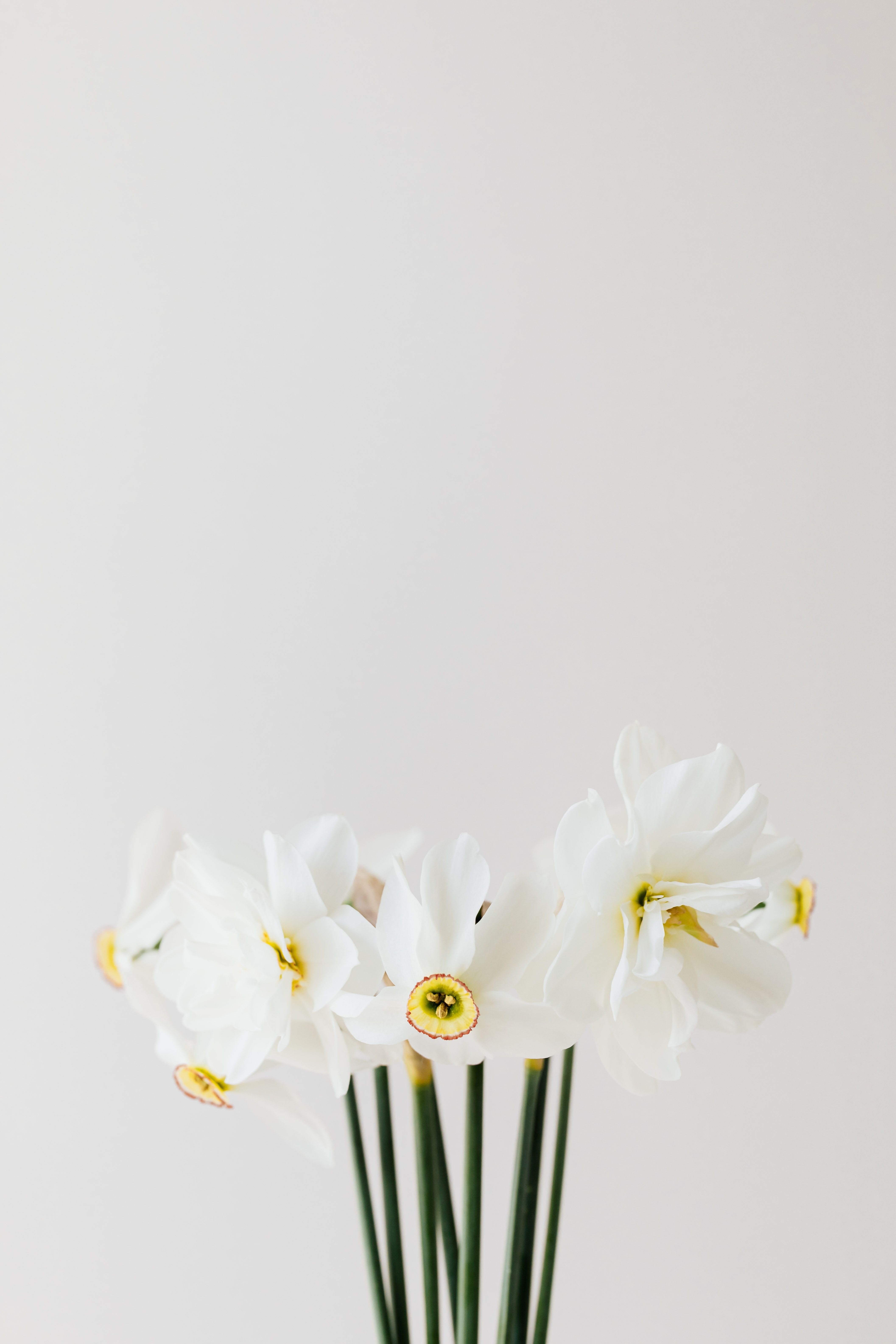 Narzissen, Weiße Blumen, Minimalistisch, Hellgrau, Strauß, QHD+, Handy-Hintergrund