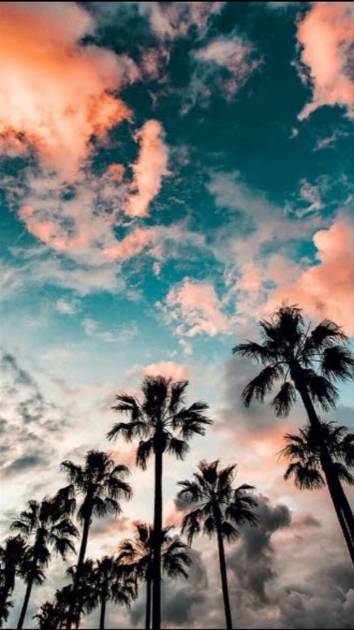 Palmen, Wolken, Abendhimmel, Froschperspektive, HD, Sperrbildschirm fürs iPhone